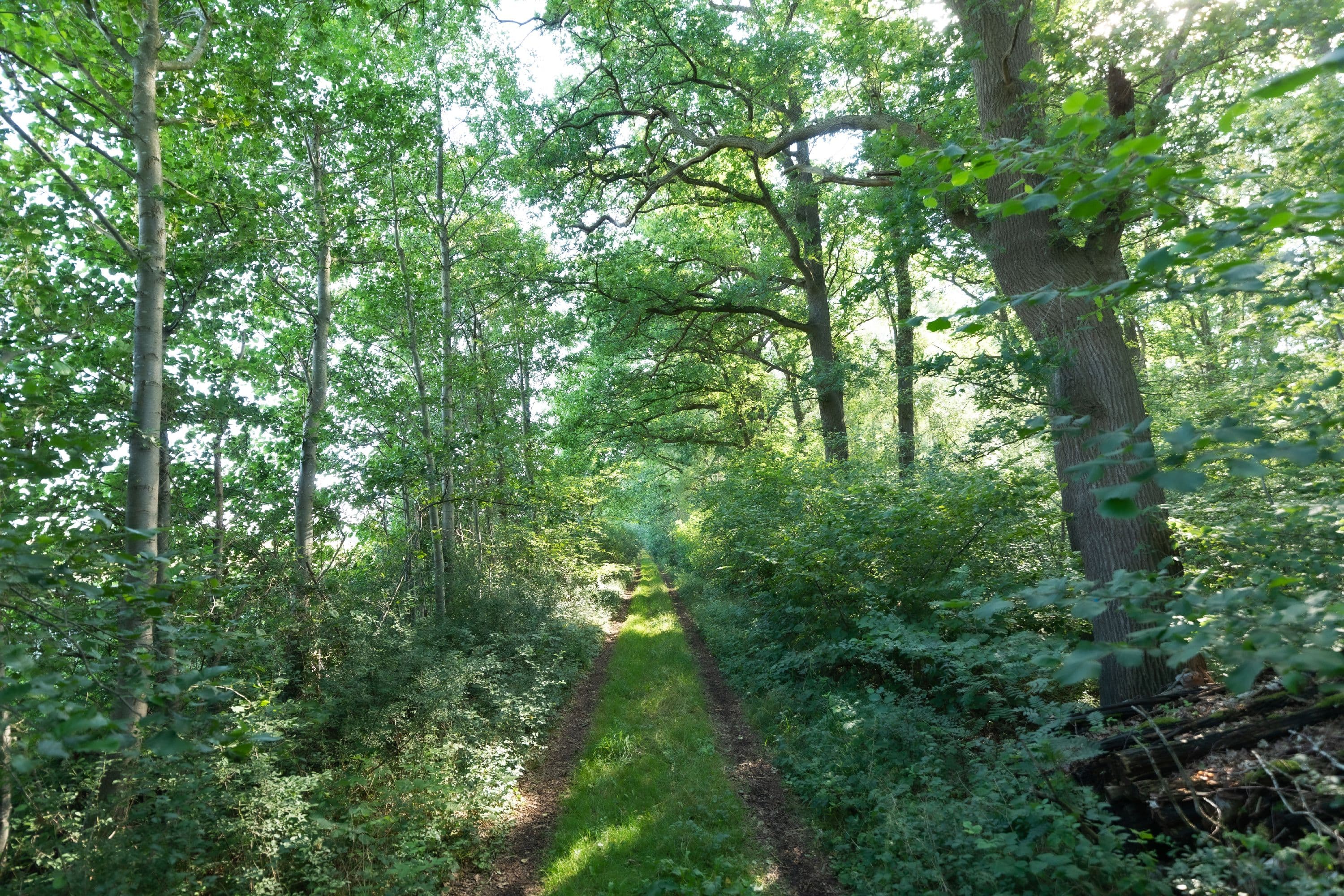 Idyllischer Weg durch den Wald