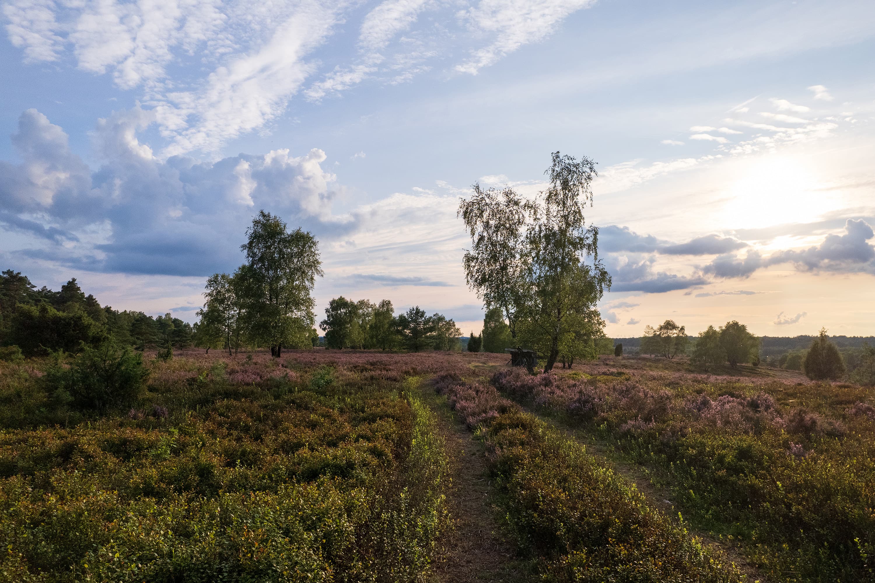 Wandern durch die lila blühende Heide am Bolterberg