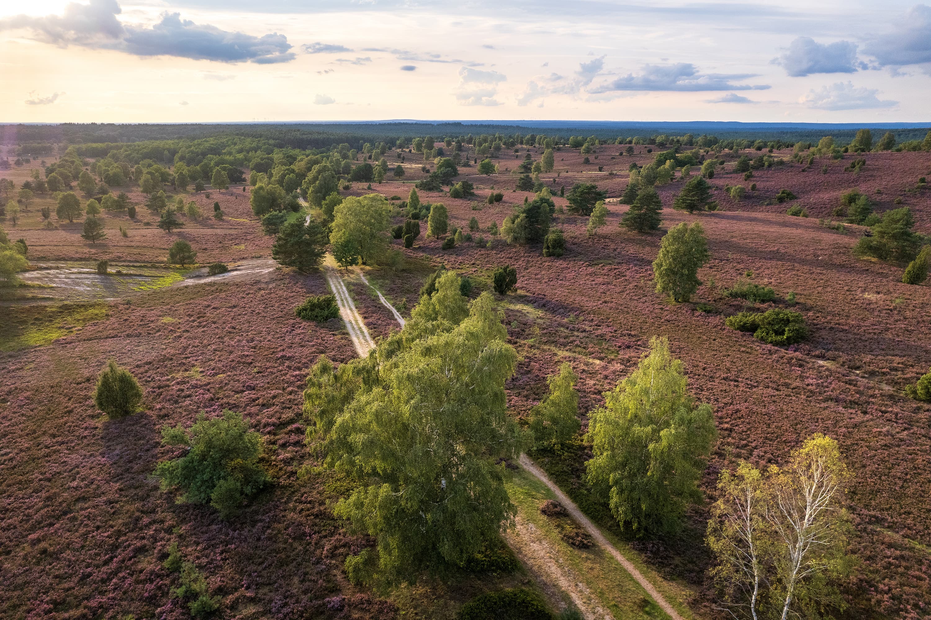 Wandern am Bolterberg im Naturschutzgebiet Lüneburger Heide