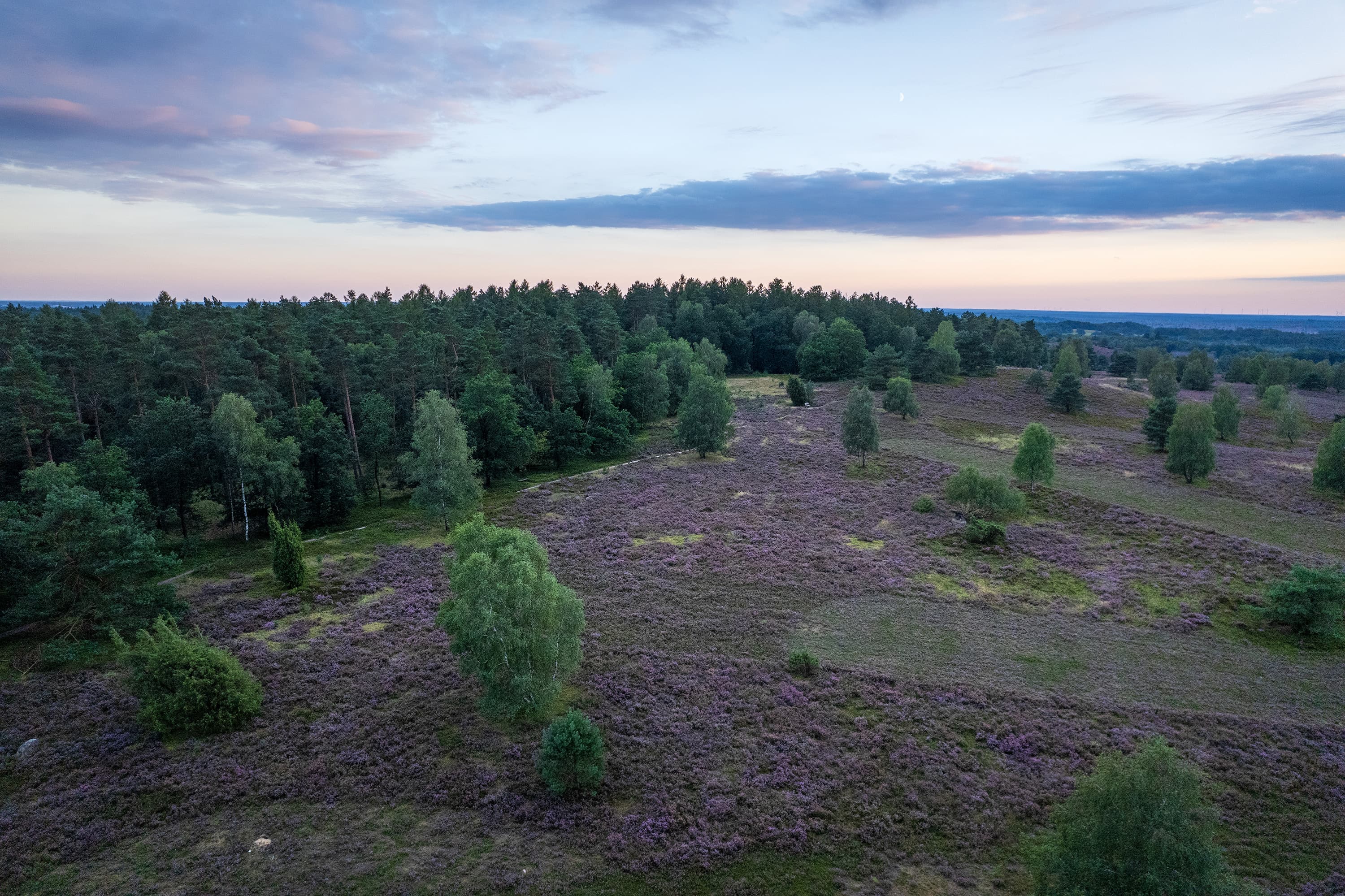 Herrliches Zusammenspiel von Heide und Wald am Bolterberg