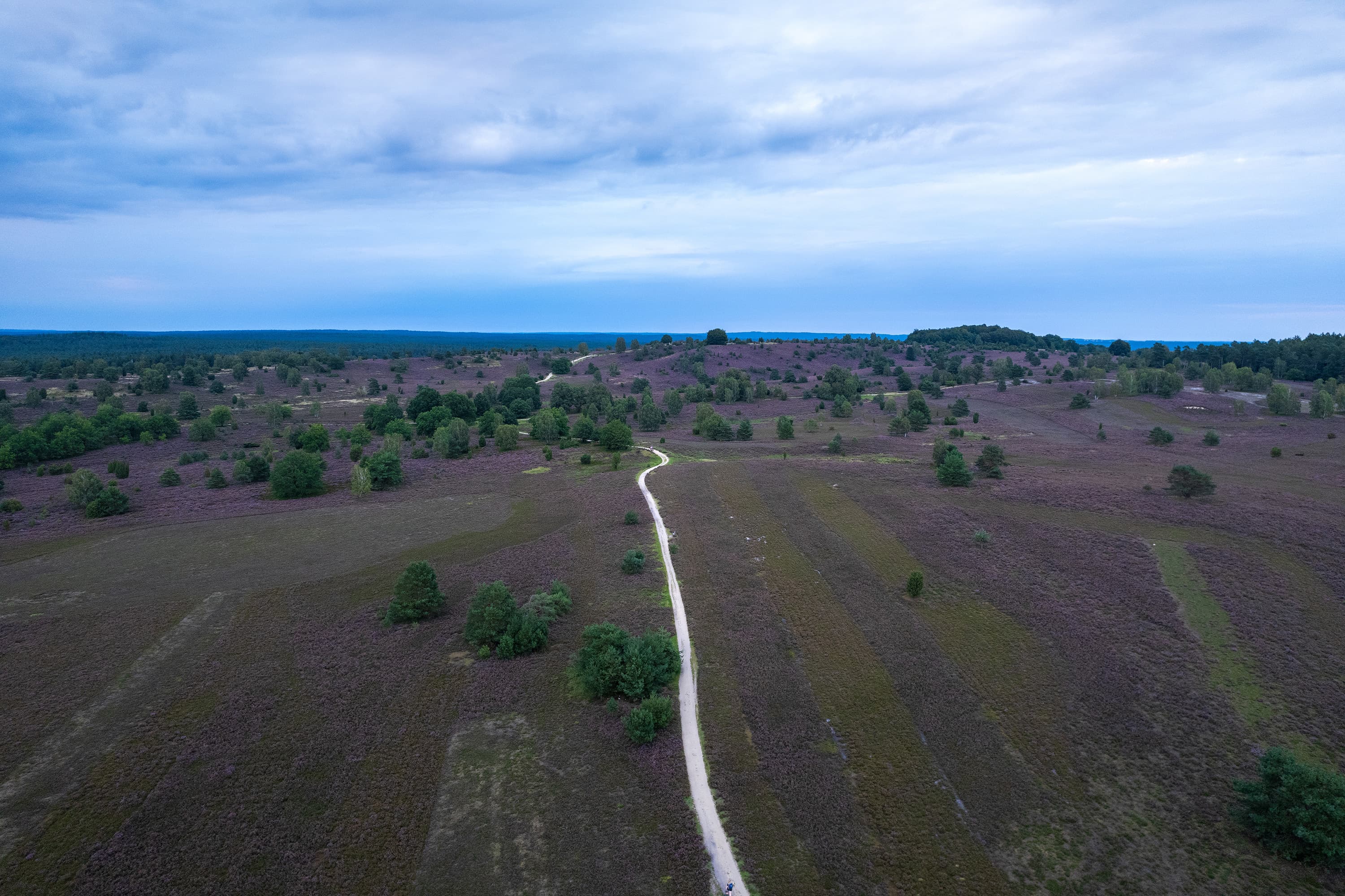 Wandern auf sandigen Pfaden durch die blühende Heidefläche