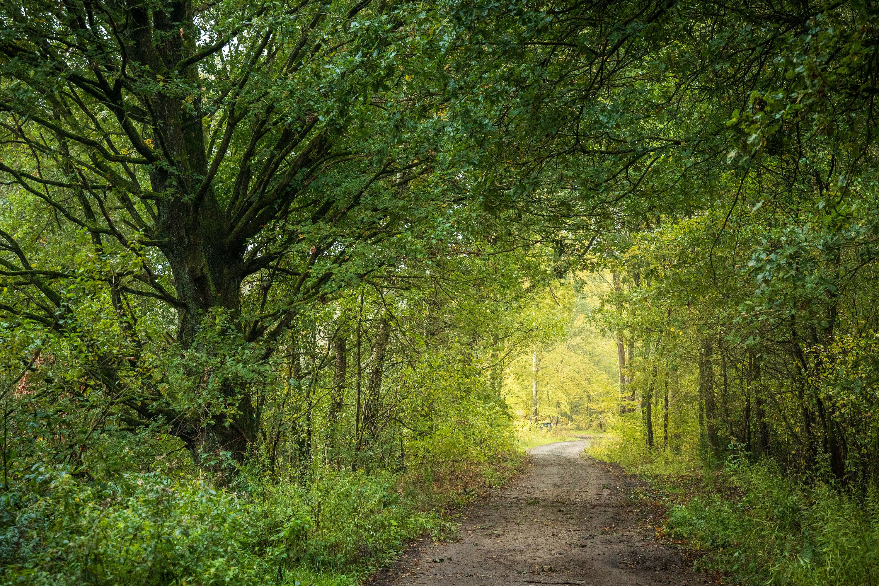 Wandern im Herbst im Wald