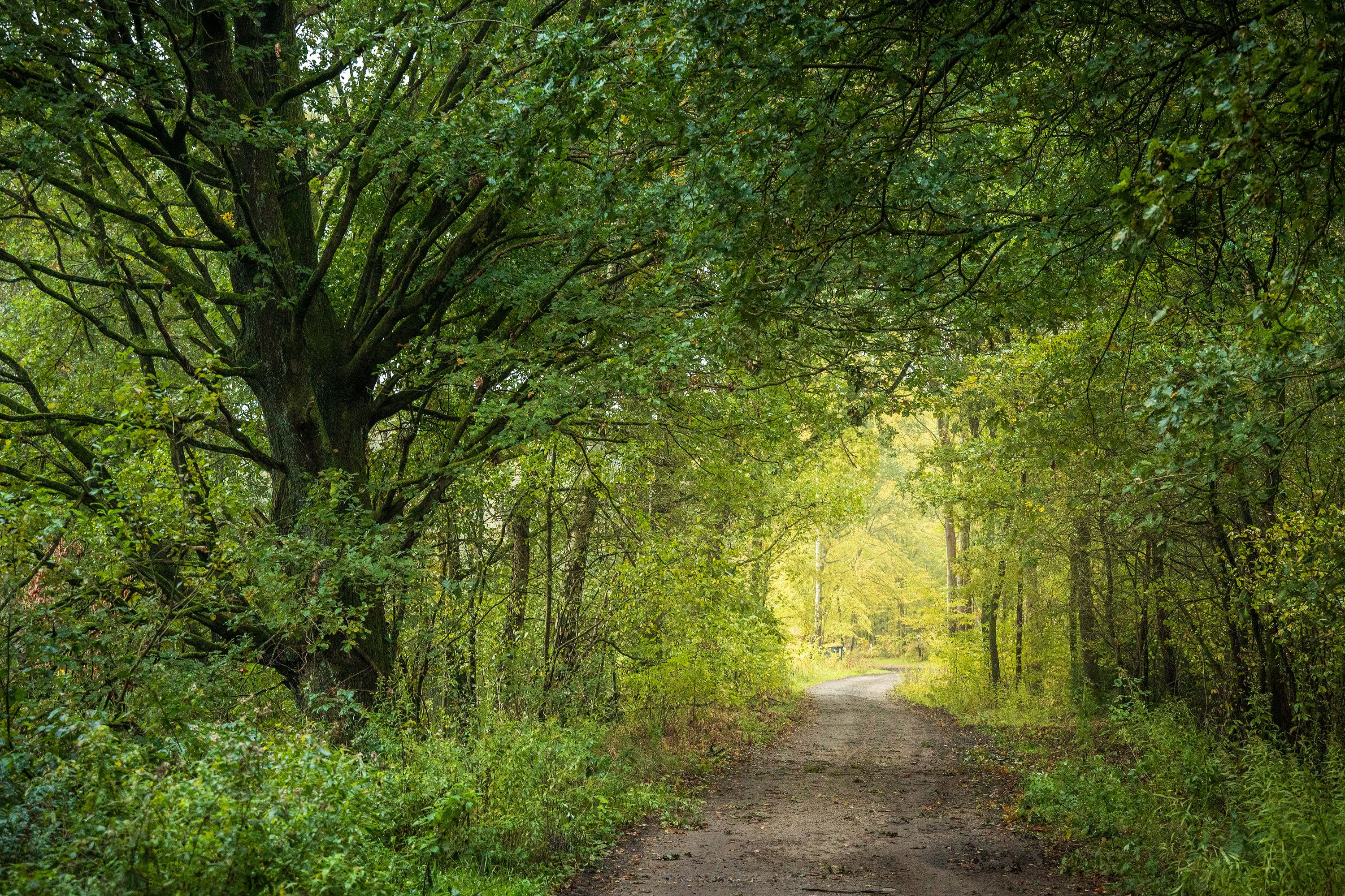 Wanderweg an den Wildecker Teichen