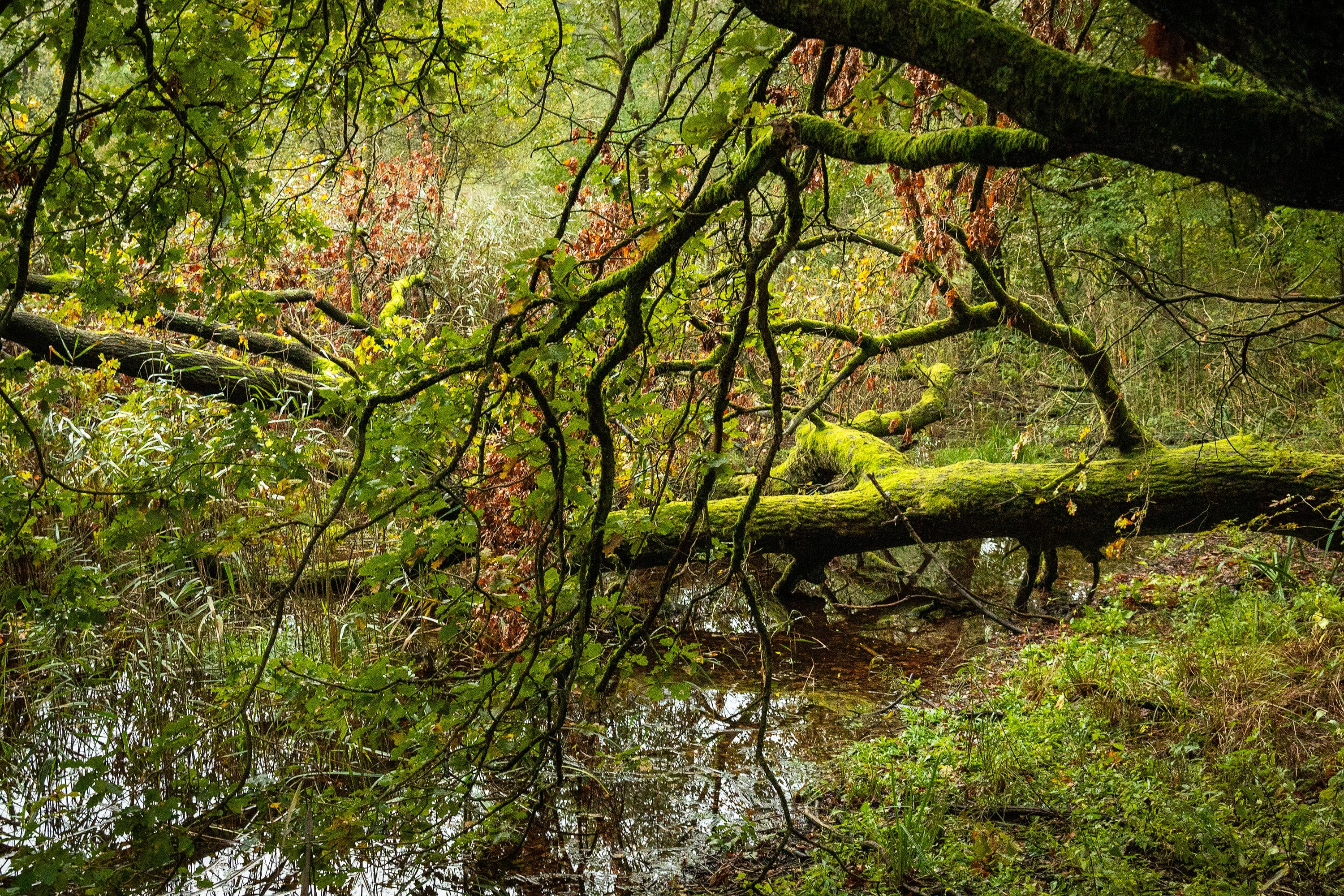 Eschede Wildecker Teiche Herbst Wanderweg