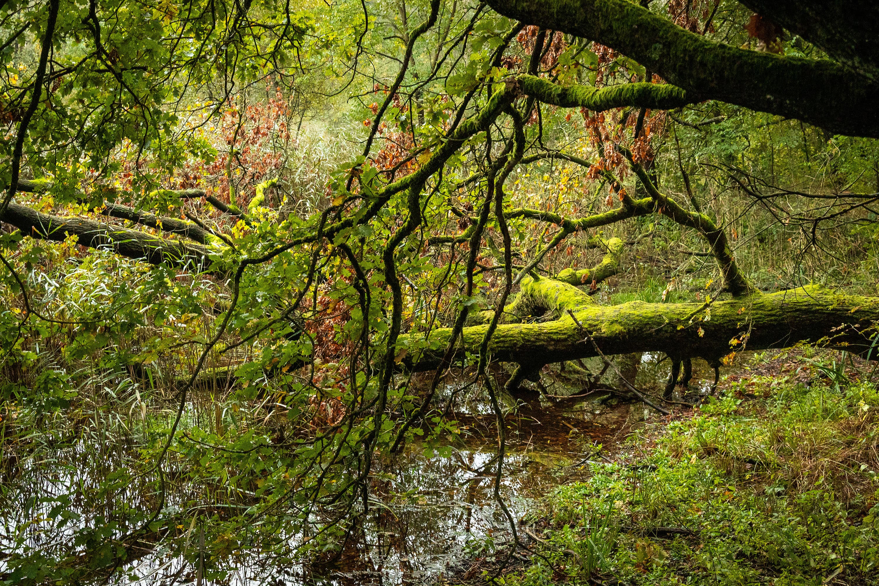 An den Wildecker Teichen