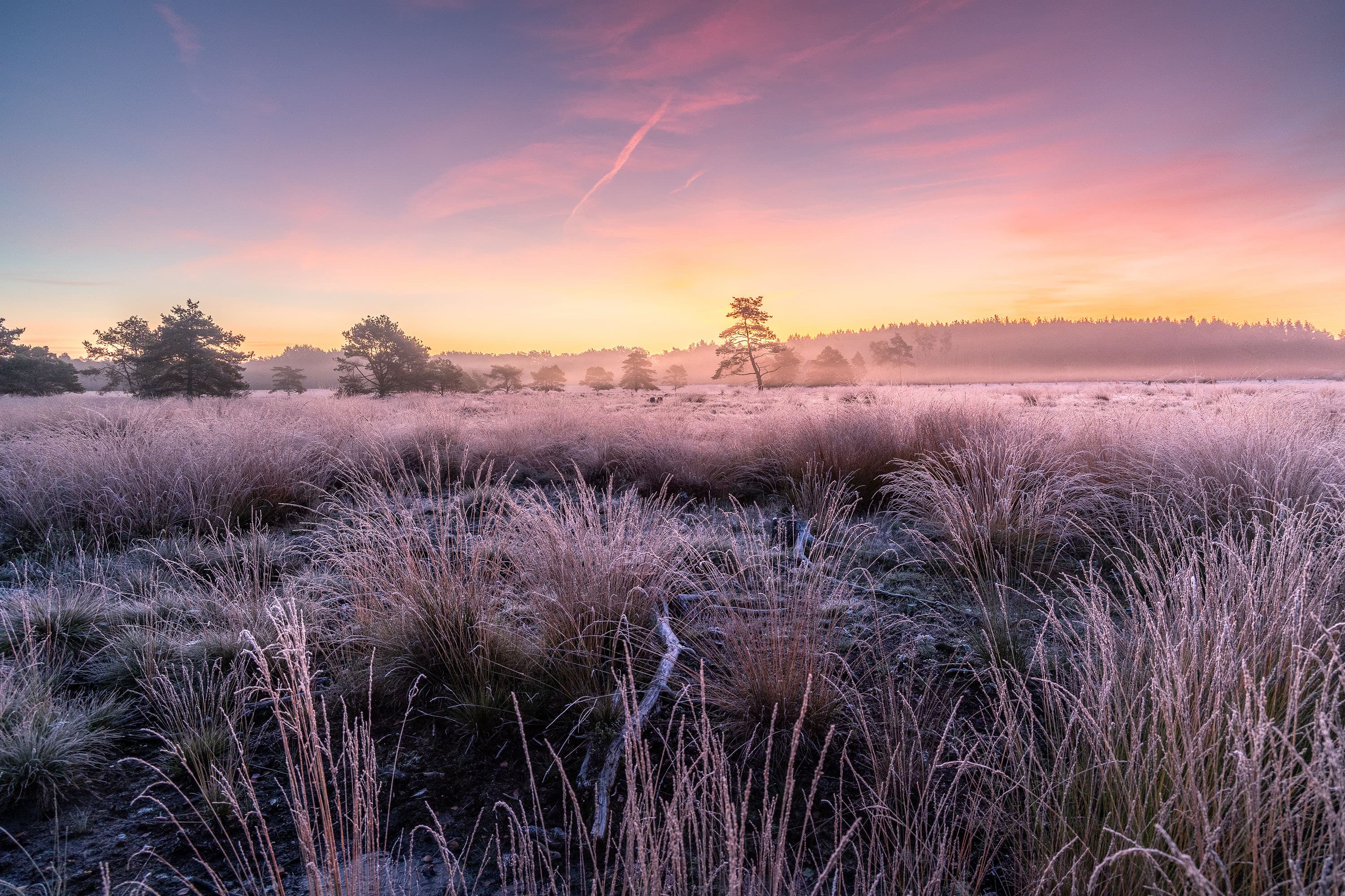 Traumhaftes Farbenspiel am frostigen Pietzmoor im Herbst