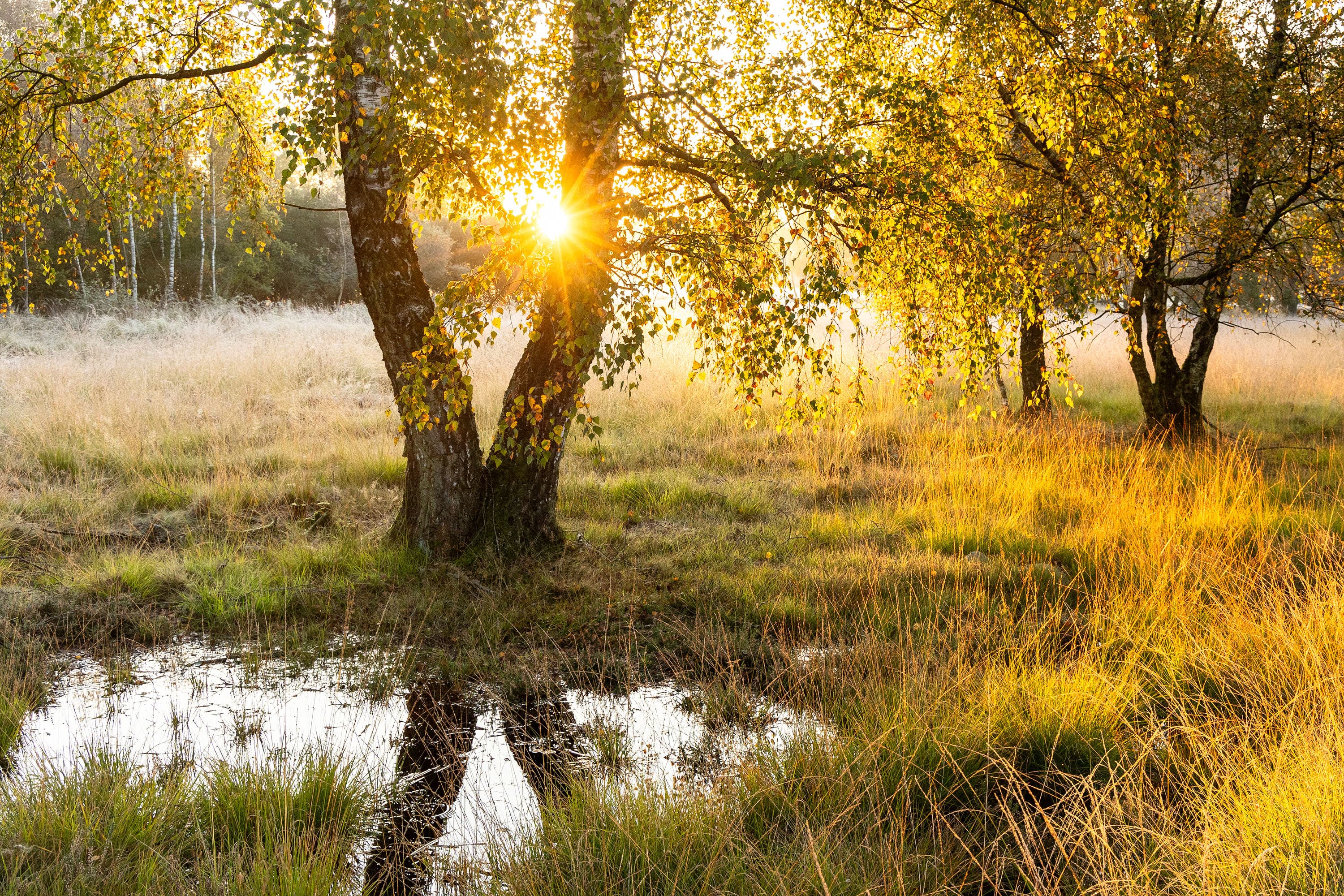 Das Pietzmoor im Herbst