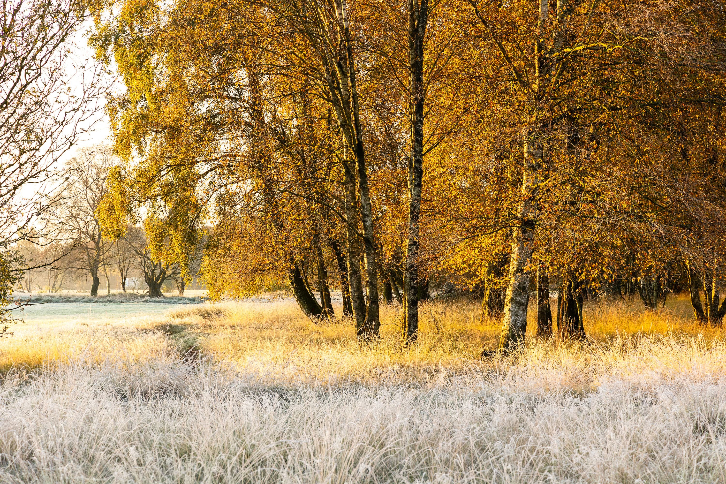 Wandern im herbst im pietzmoor schneverdingen Heideschleife