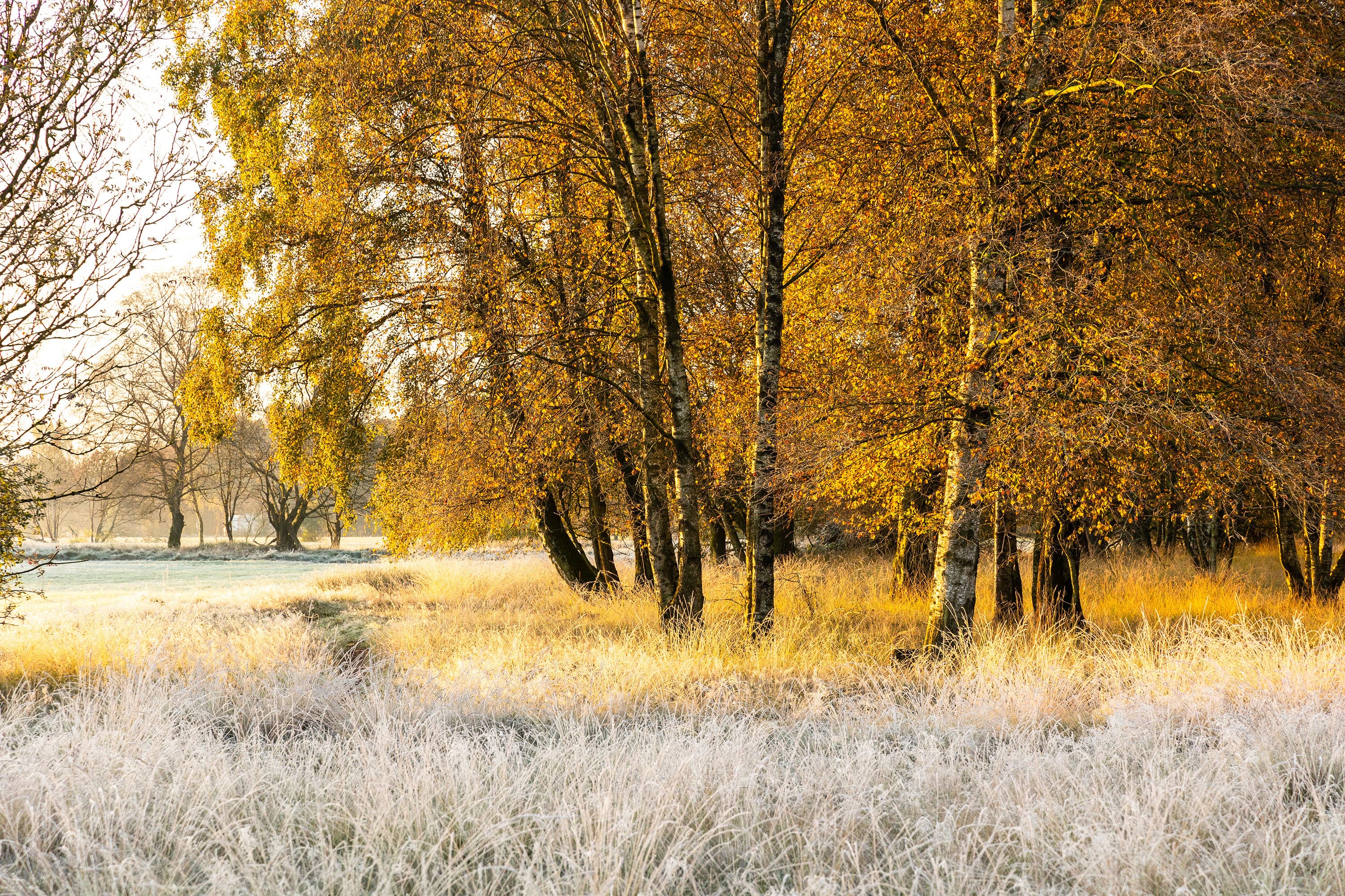 Frost über dem Pietzmoor im Herbst