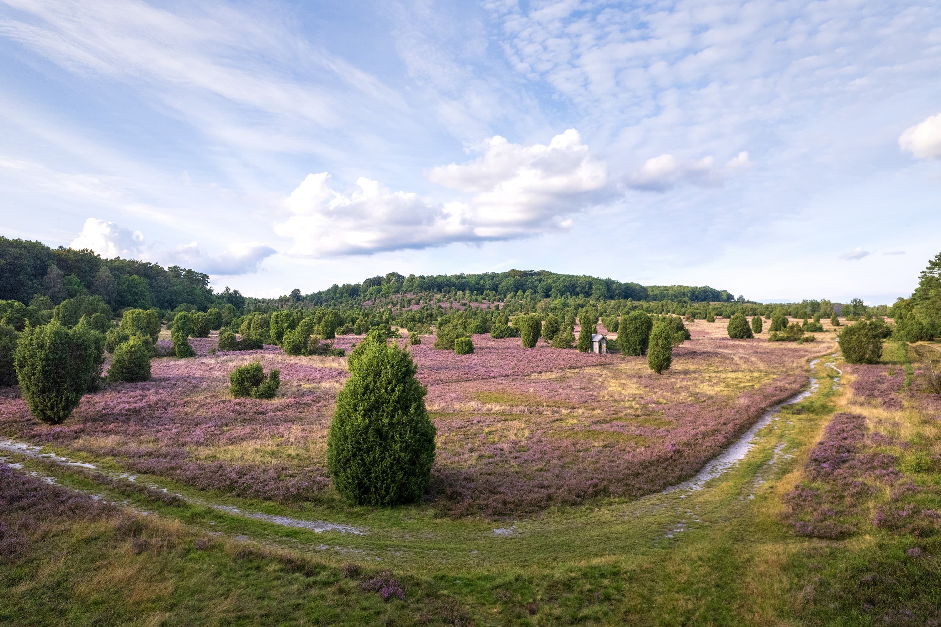 Wandern durch die blühende Heide am Steingrund auf der Heideschleife Wilseder Berg