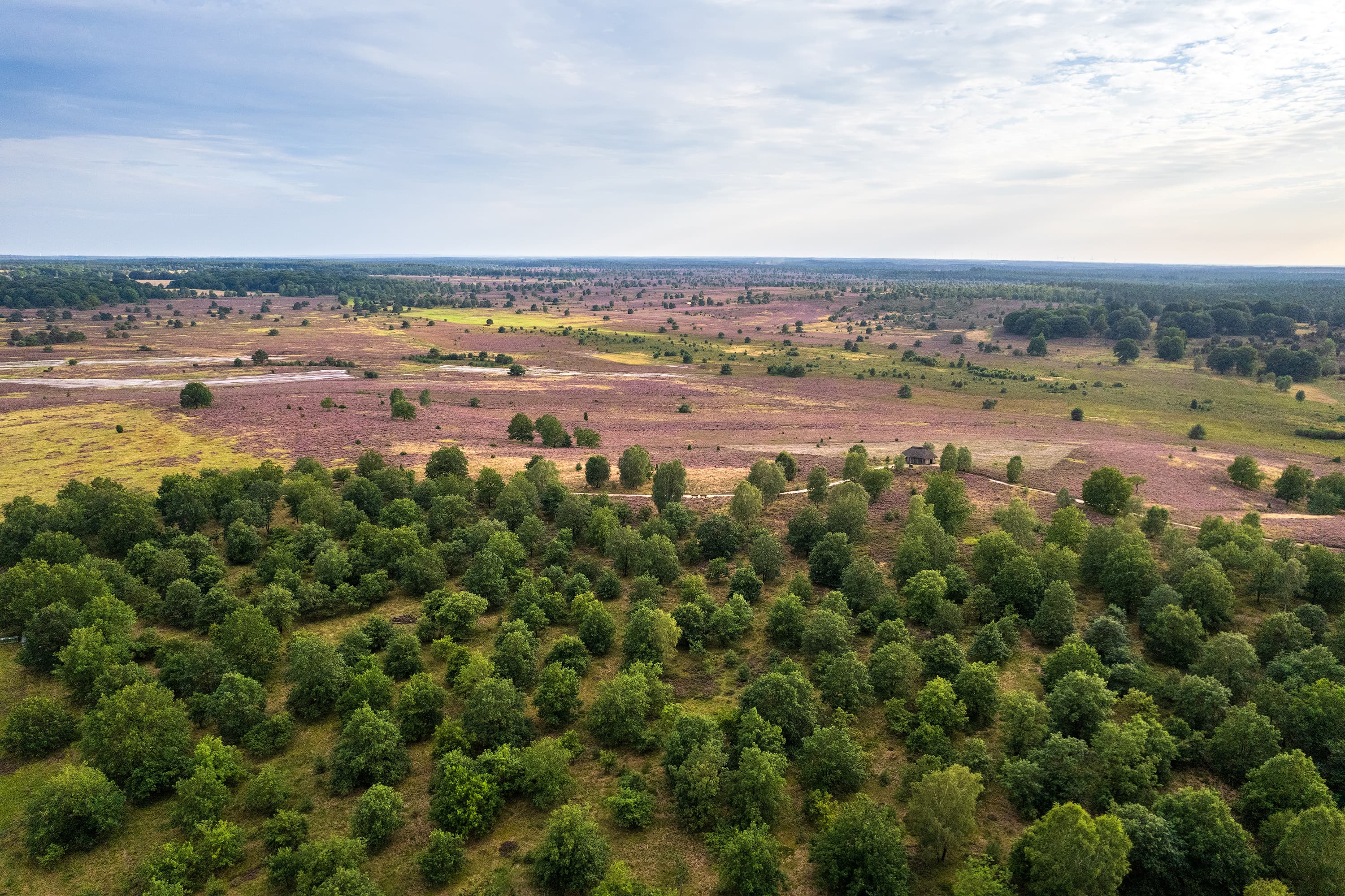 Blick auf die weite Heidelandschaft am Suhorn