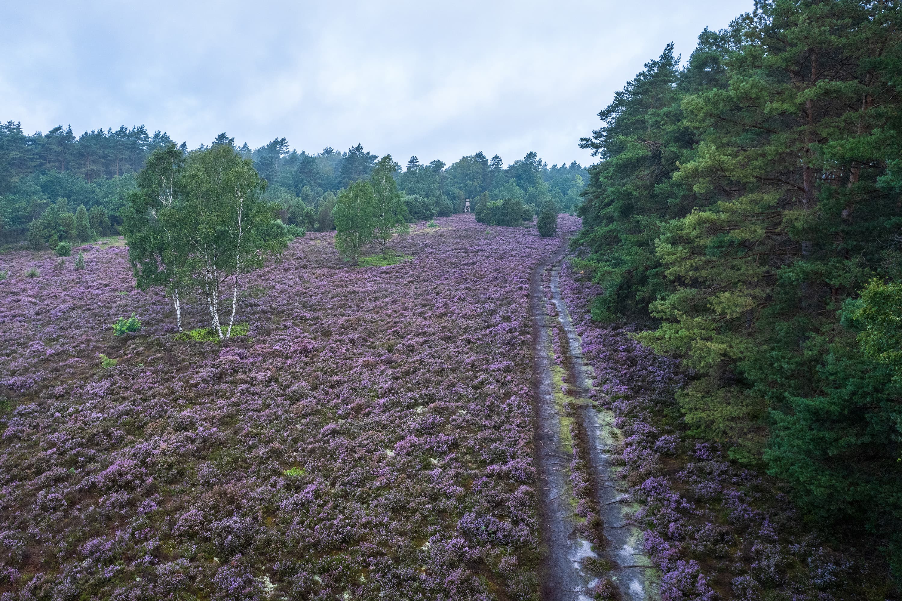 Herrliches Zusammenspiel von Heide und Wald