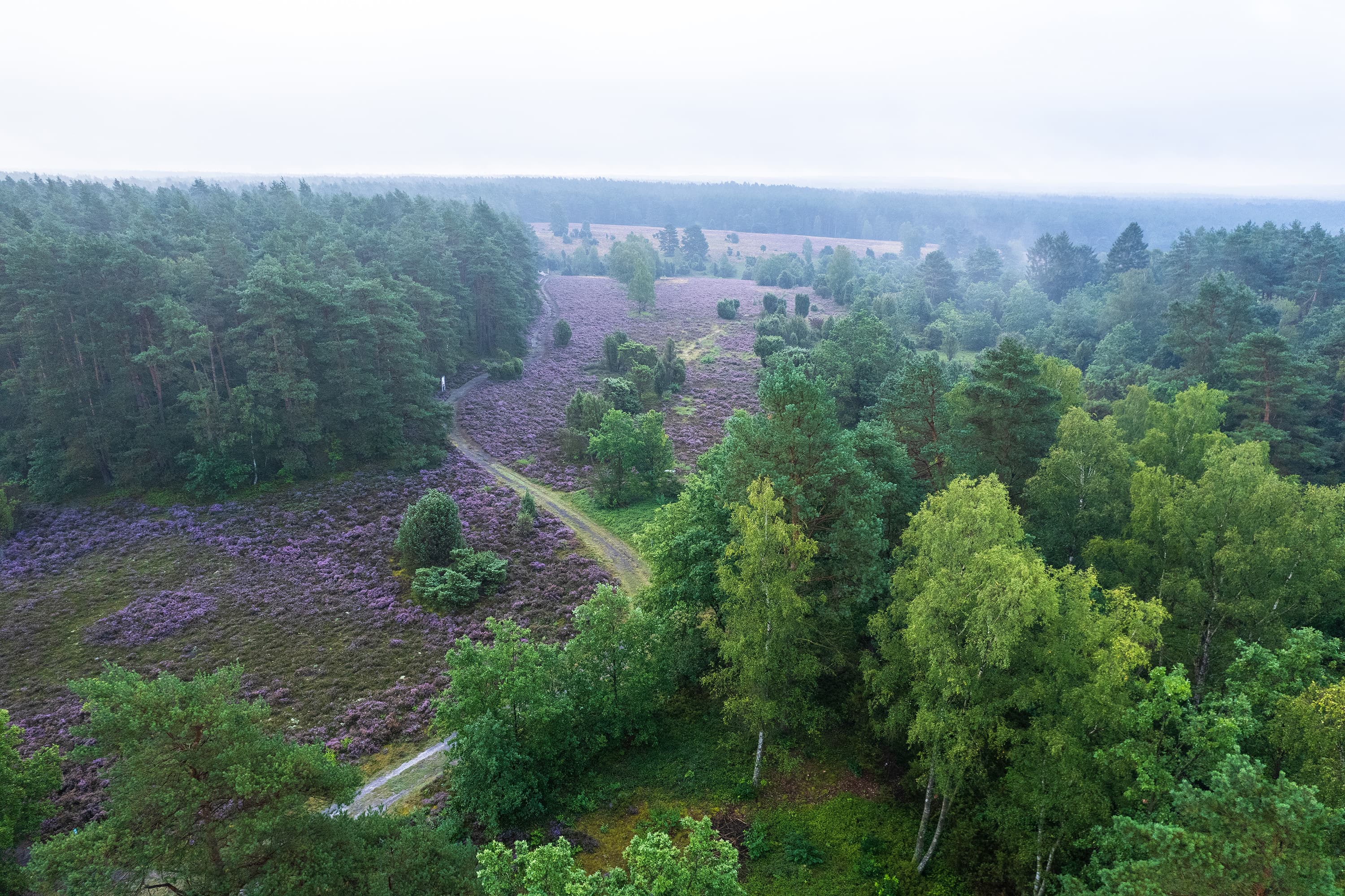 Von Wald umsäumte Heidefläche