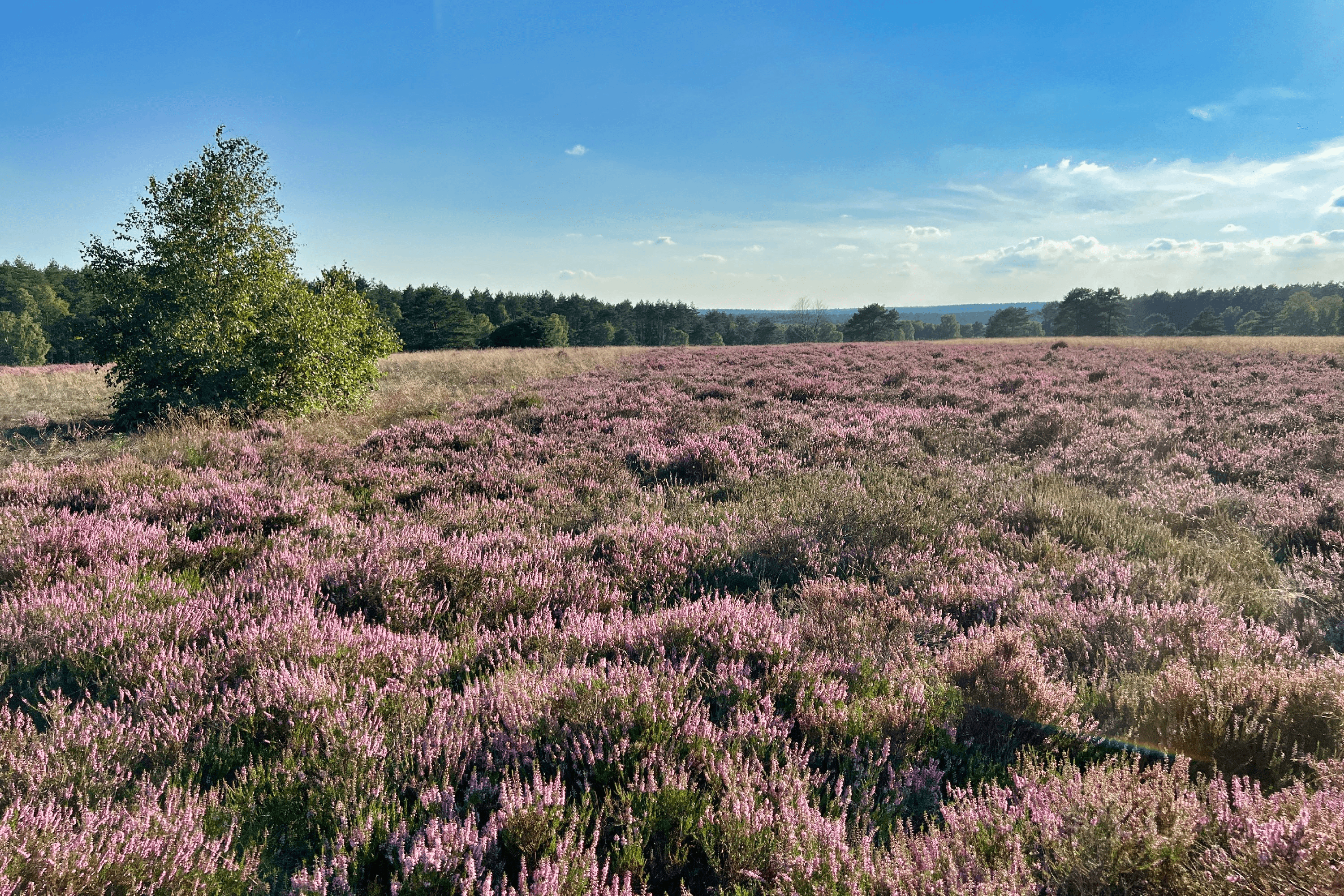 Blick über die hügelige Heide am Schillohsberg zur Heideblüte