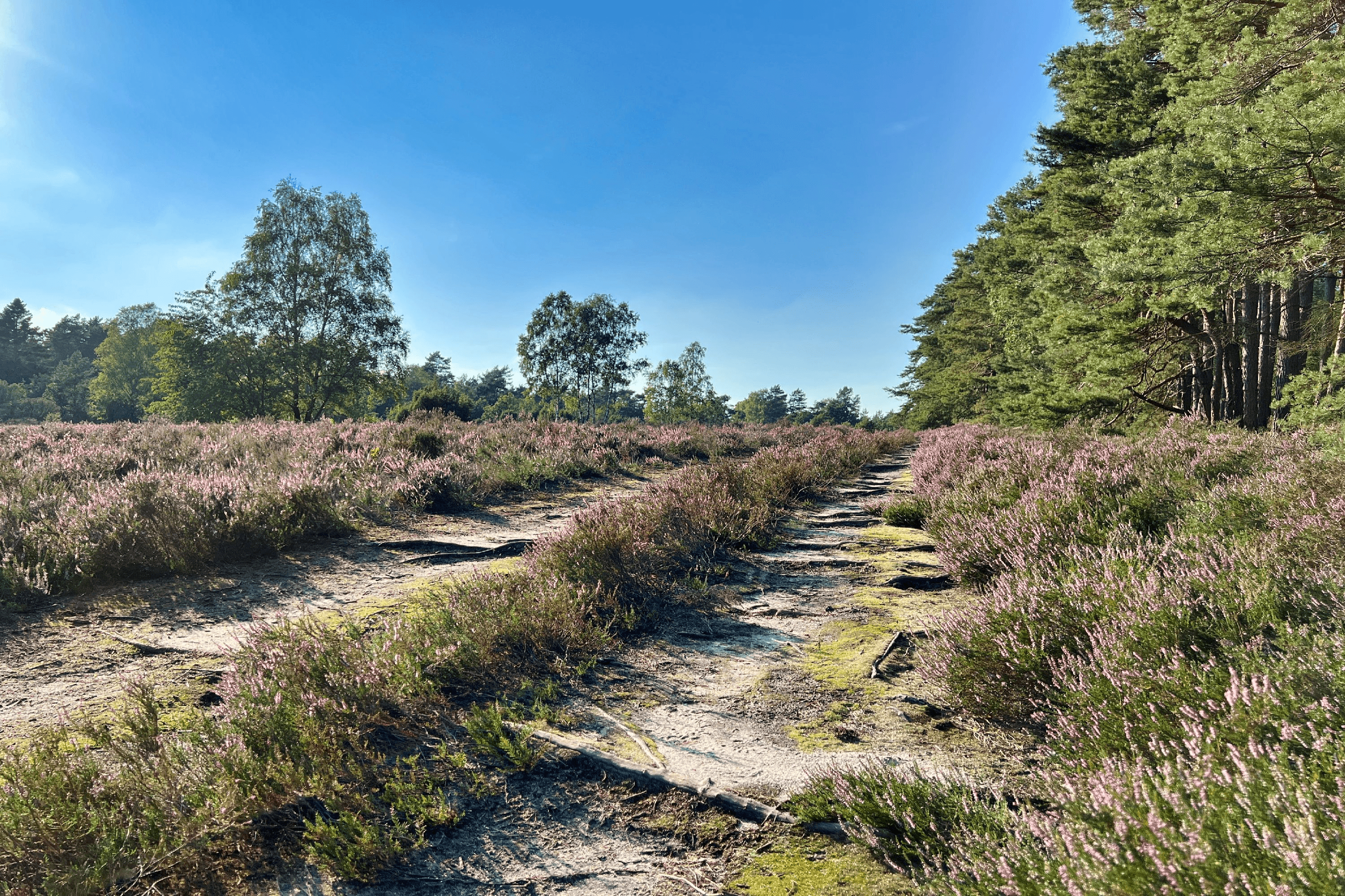 Wanderweg entlang der Heidefläche