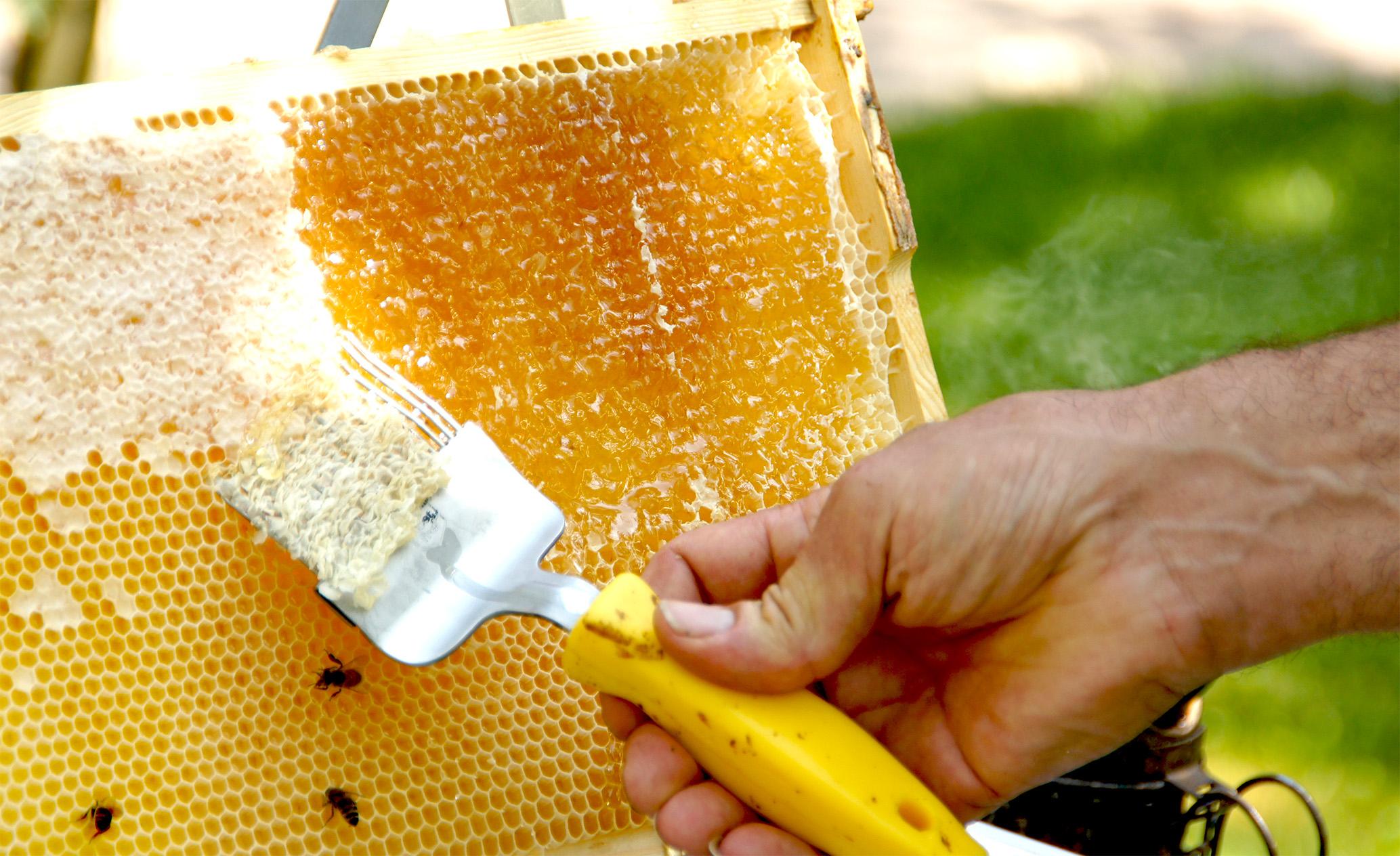 Bienenwachs kämmen beim Tag der Imkerei