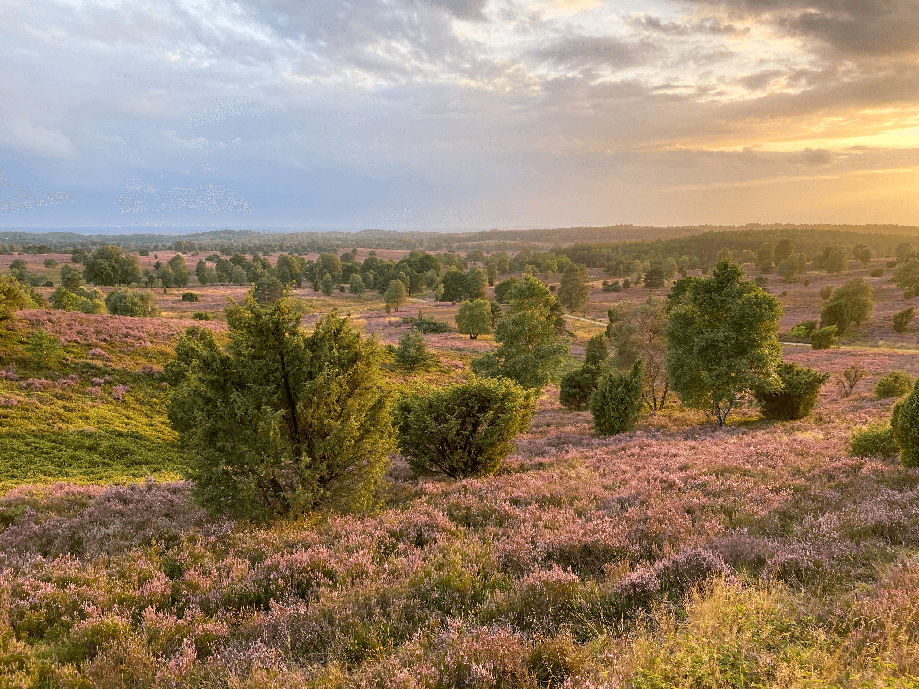 Blick vom Gipfel des Wilseder Bergs