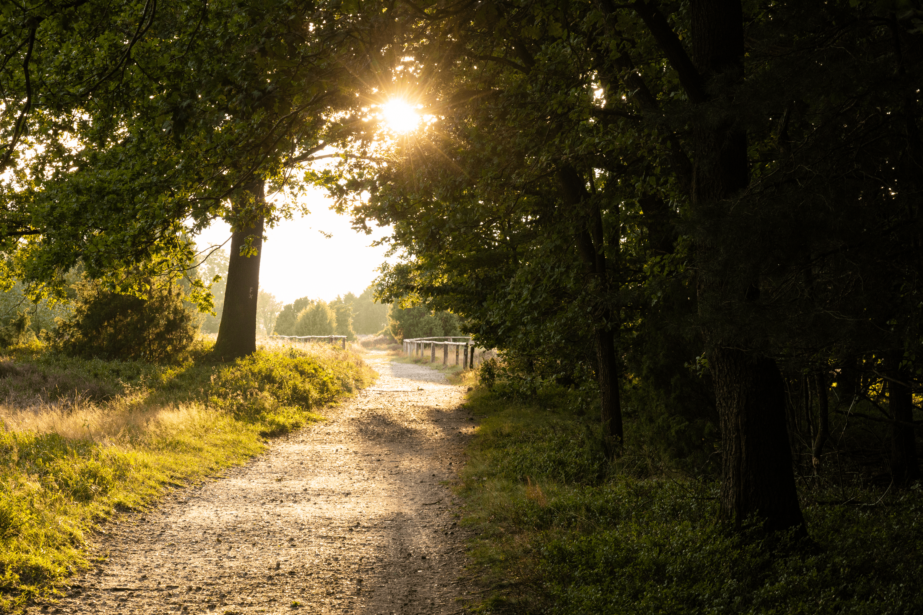 Wanderweg von wilsede hoch zum Wilseder Berg