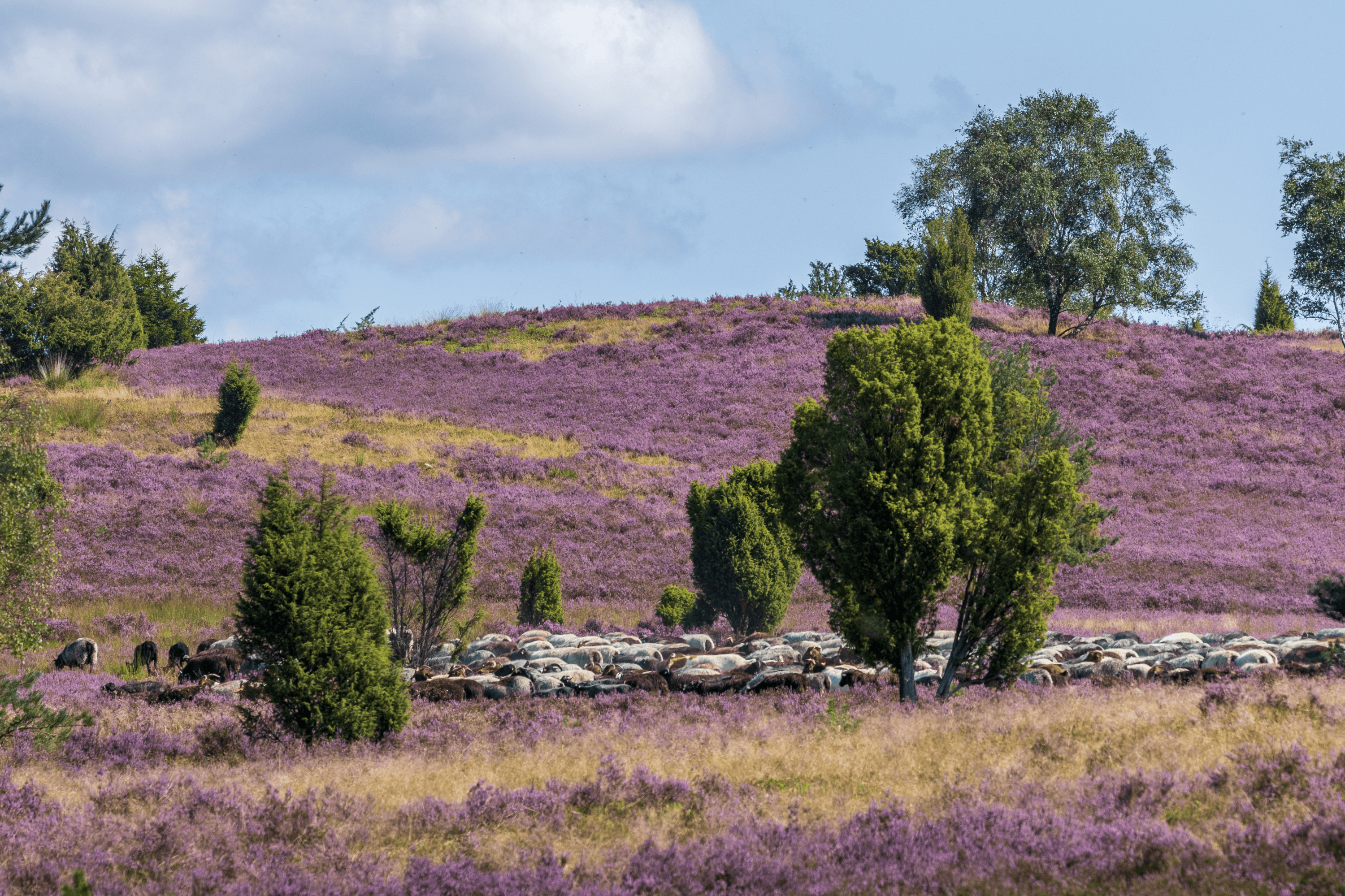 Blick auf den Wilseder Berg während der Heideblüte