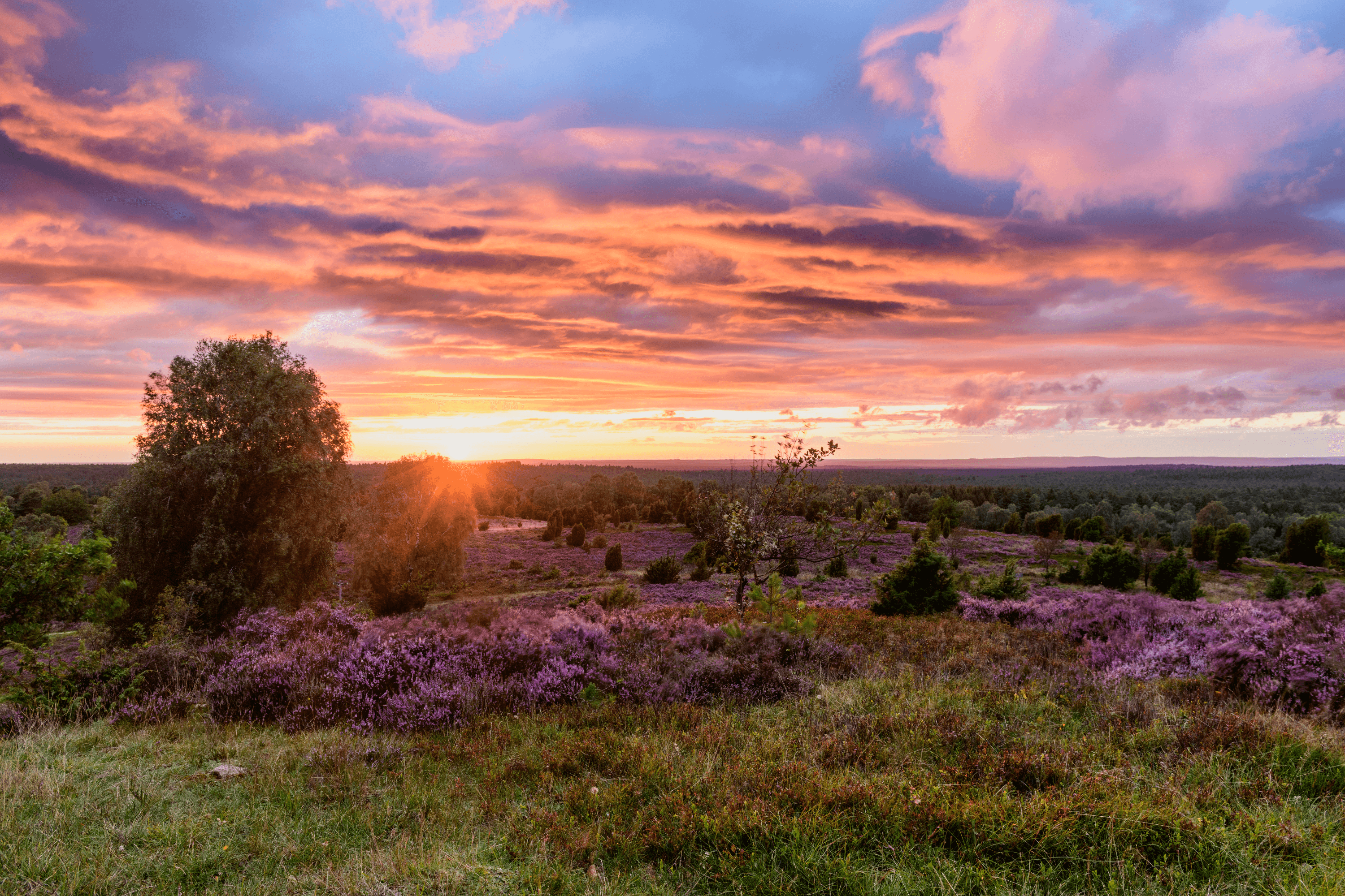 Sonnenuntergang am Wilseder Berg