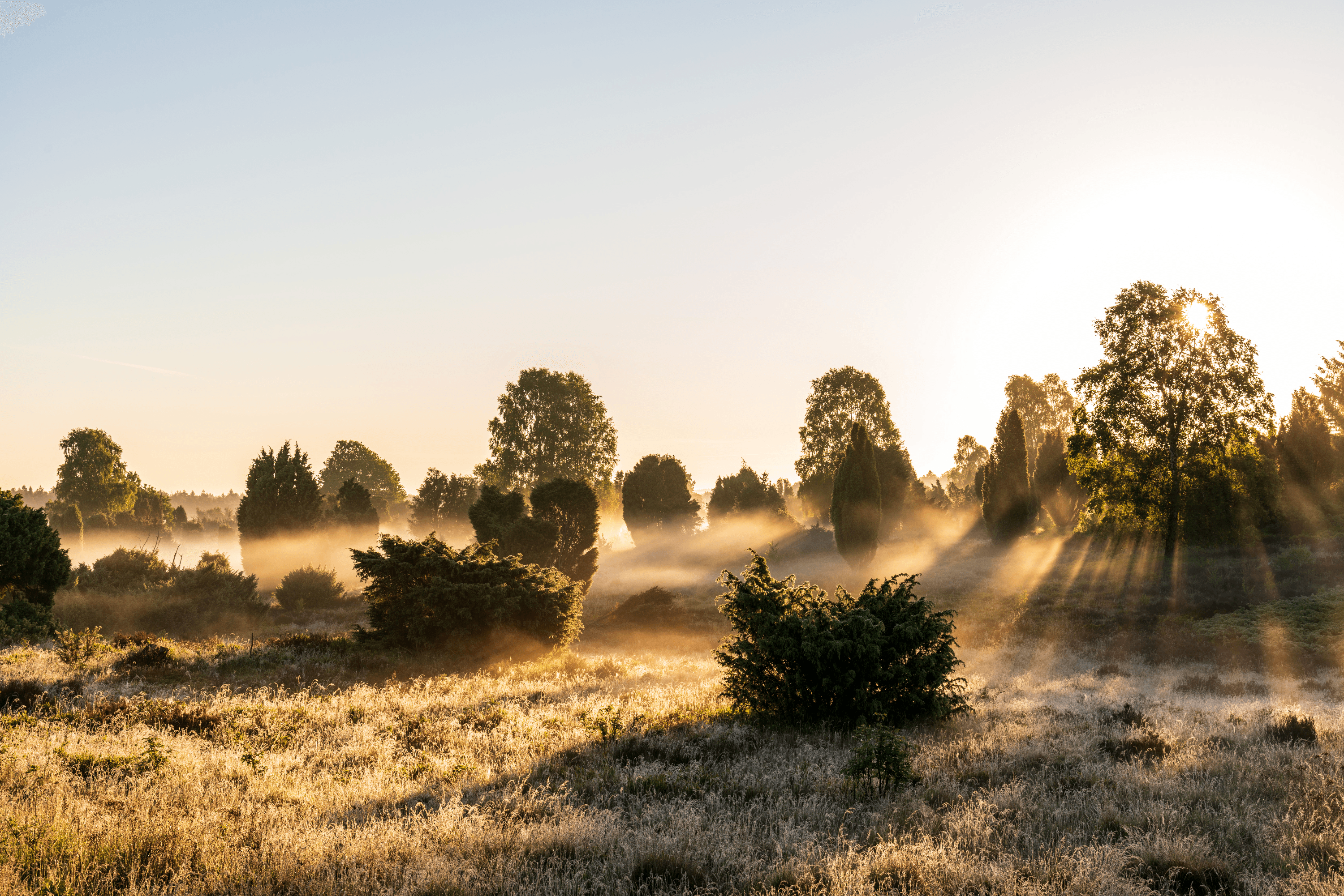 Frühnebel am Fuss des Wilseder Bergs