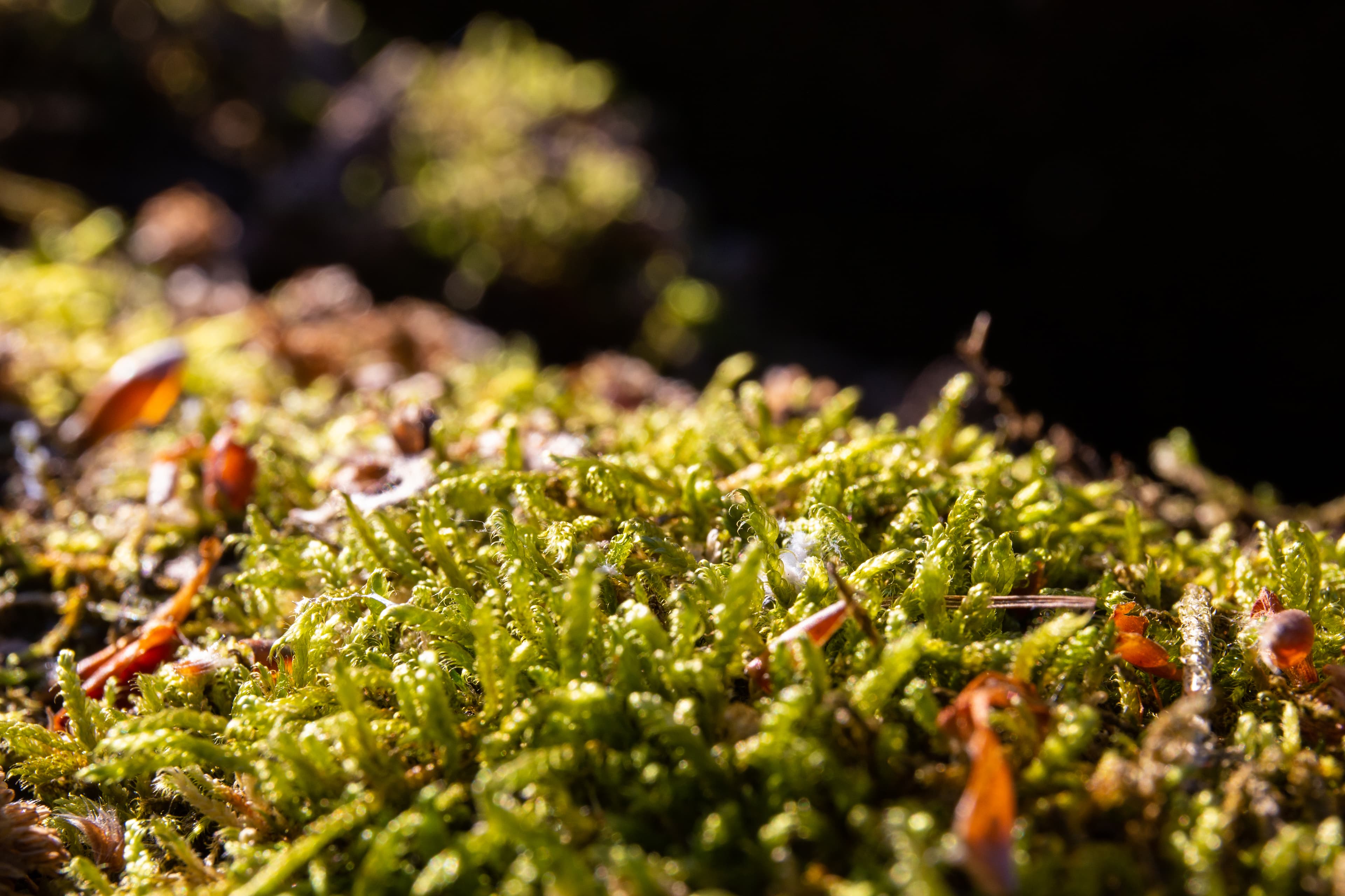 Im Urwald Lüsswald wächst Moos