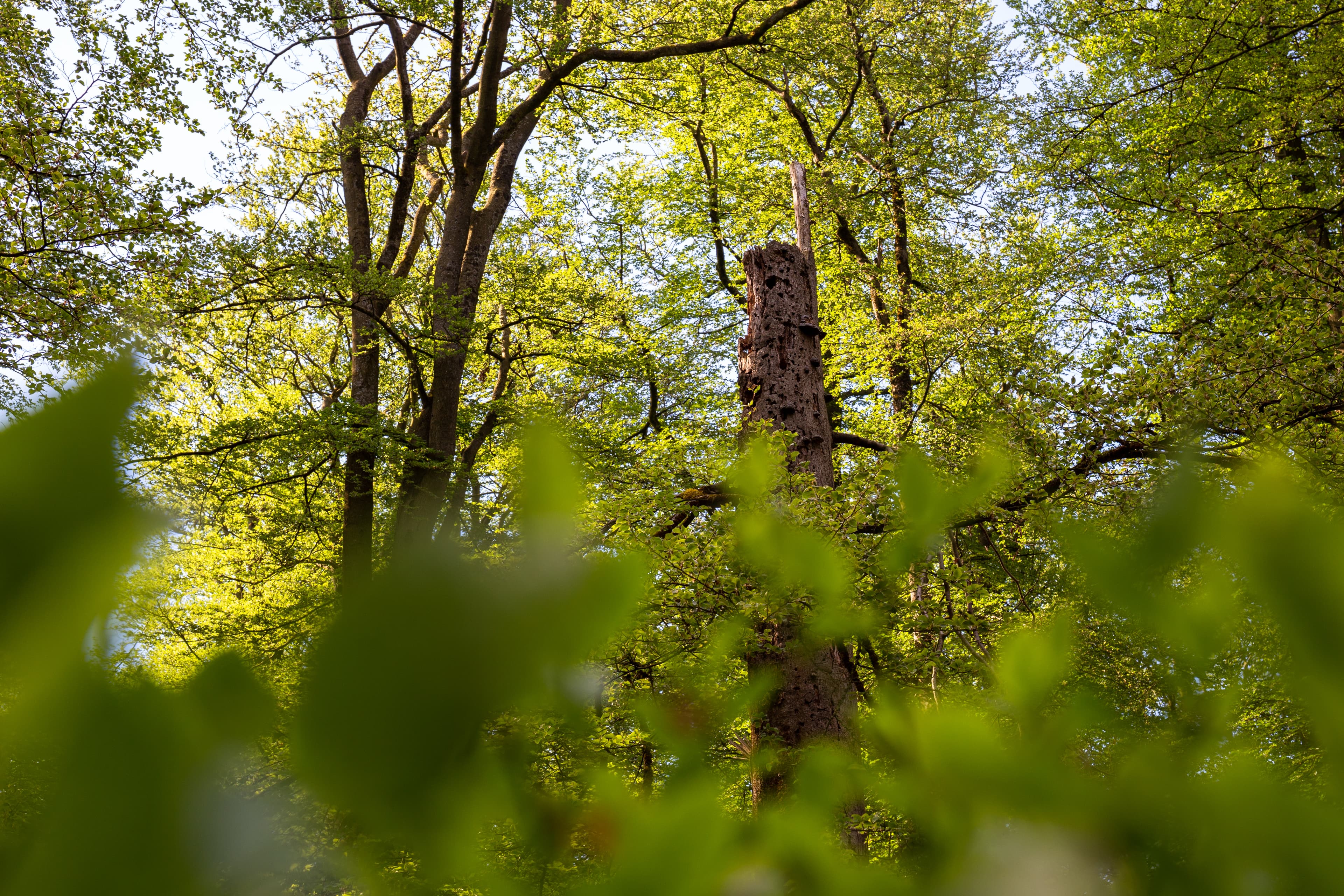 Der Lüsswald, ein Urwald in Niedersachsen