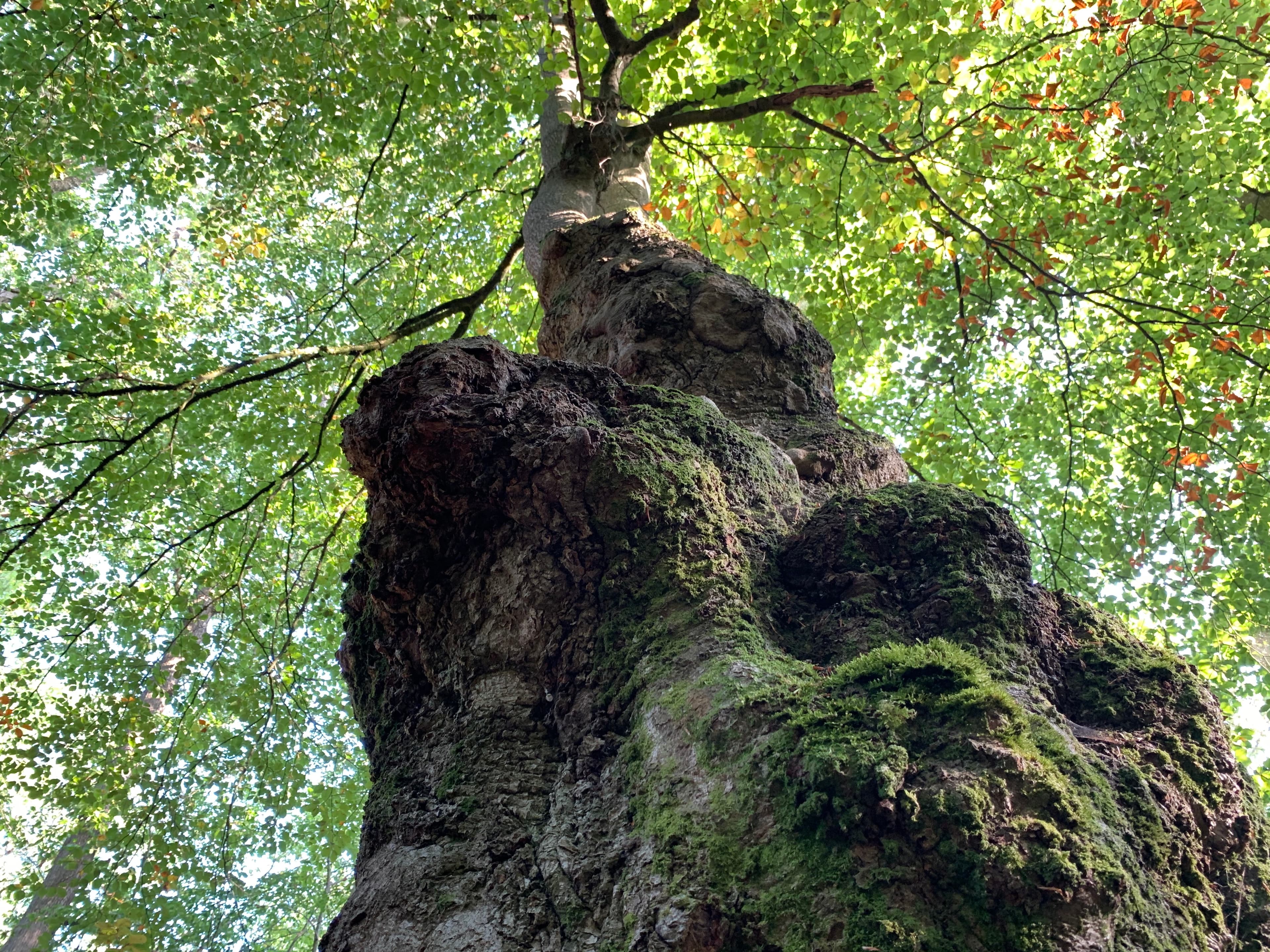 Riesige, knorrige Bäume im Lüsswald Lüneburger Heide