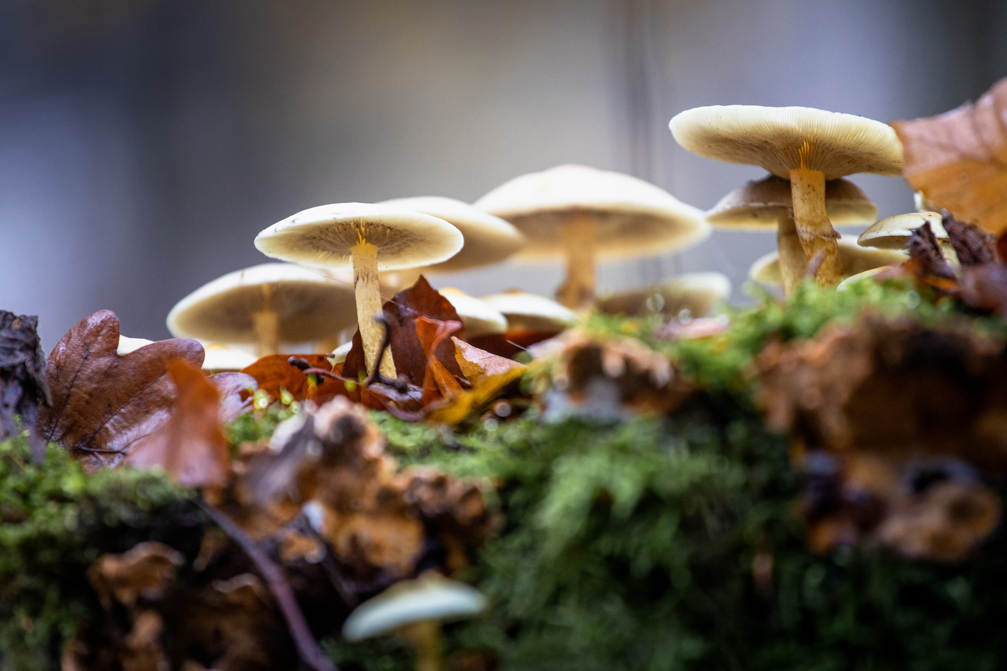 Pilze wachsen im Lüsswald