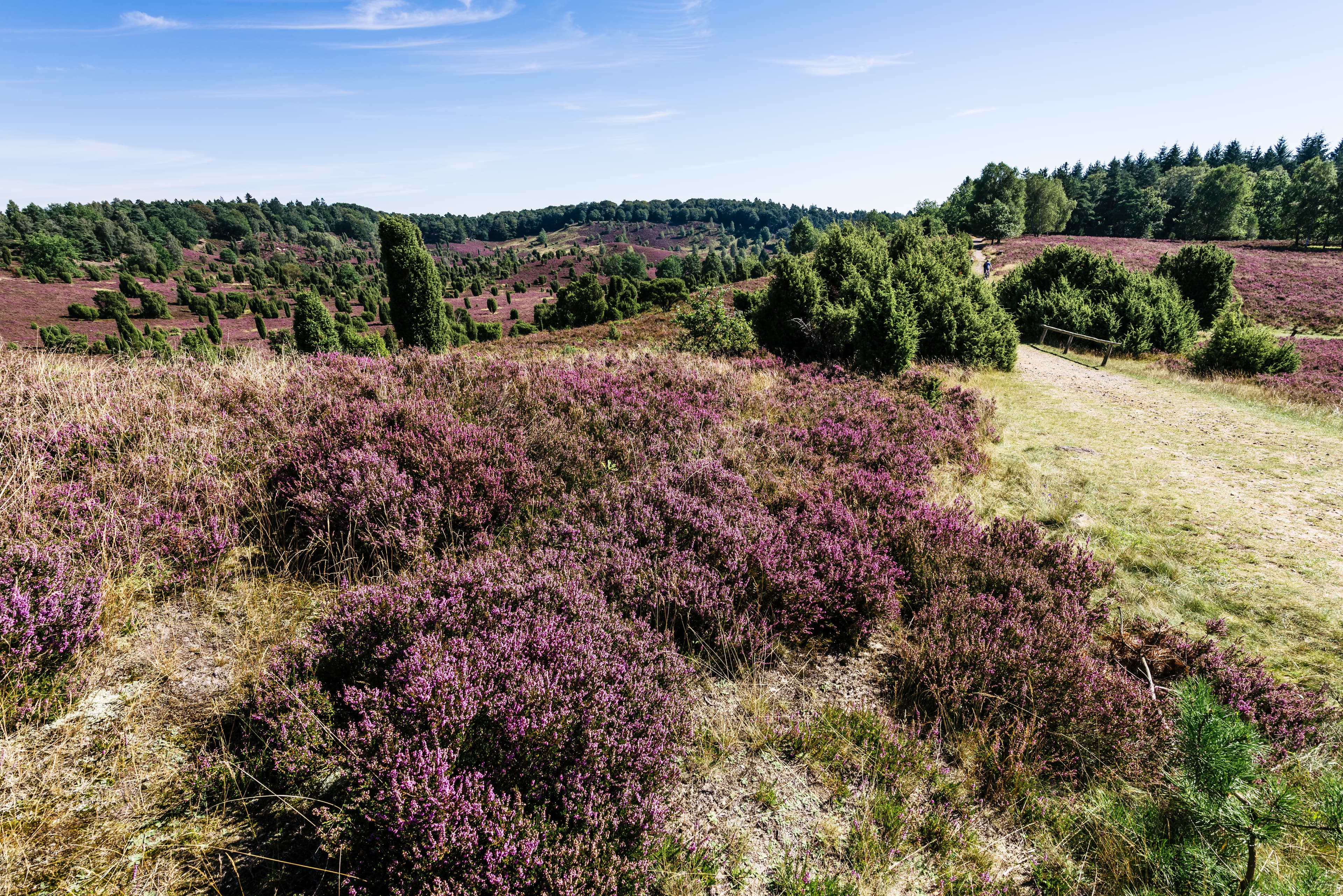 Heideblüte am Totengrund