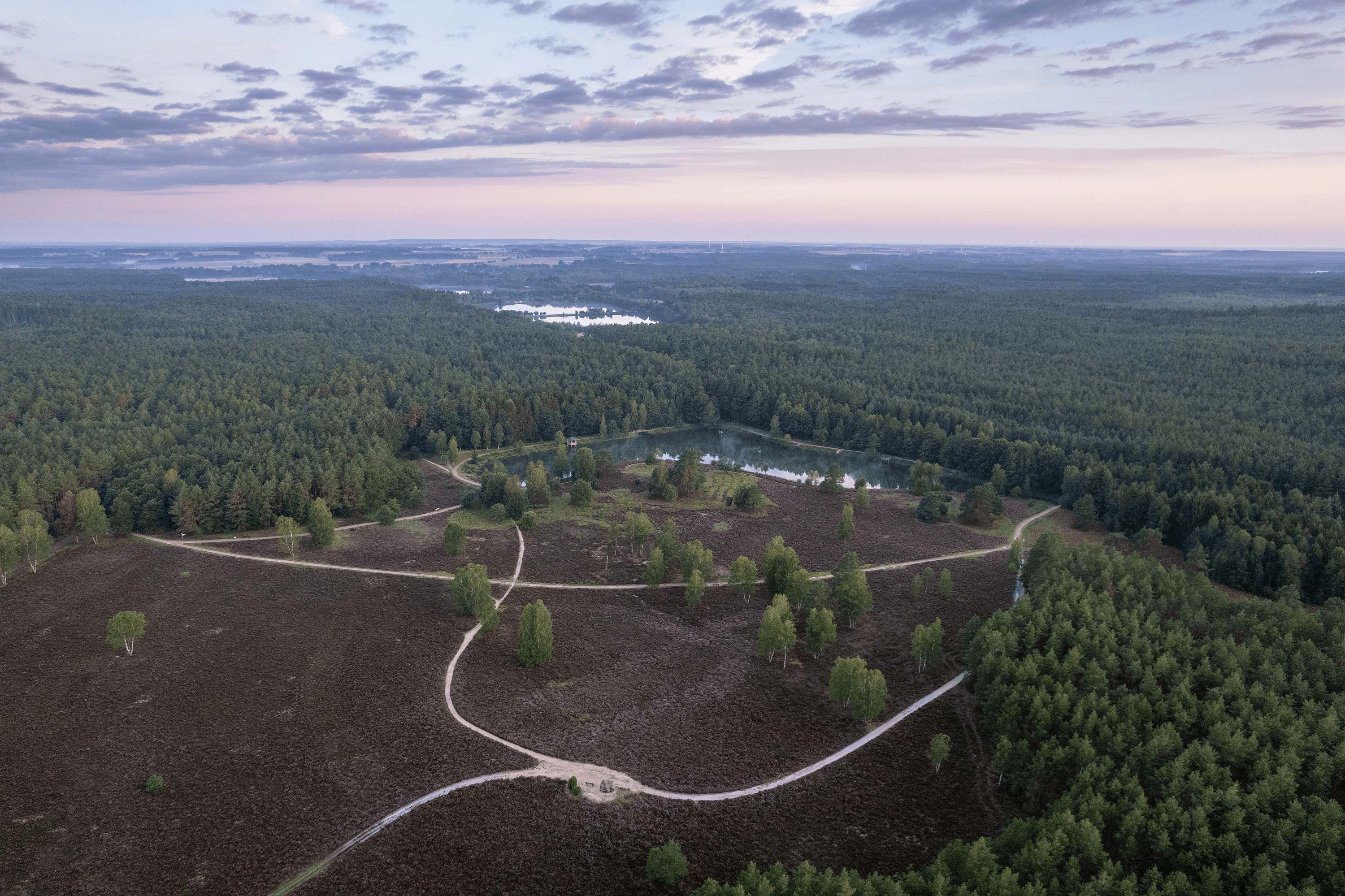 Heidefläche am Angelbecksteich zur Heideblüte