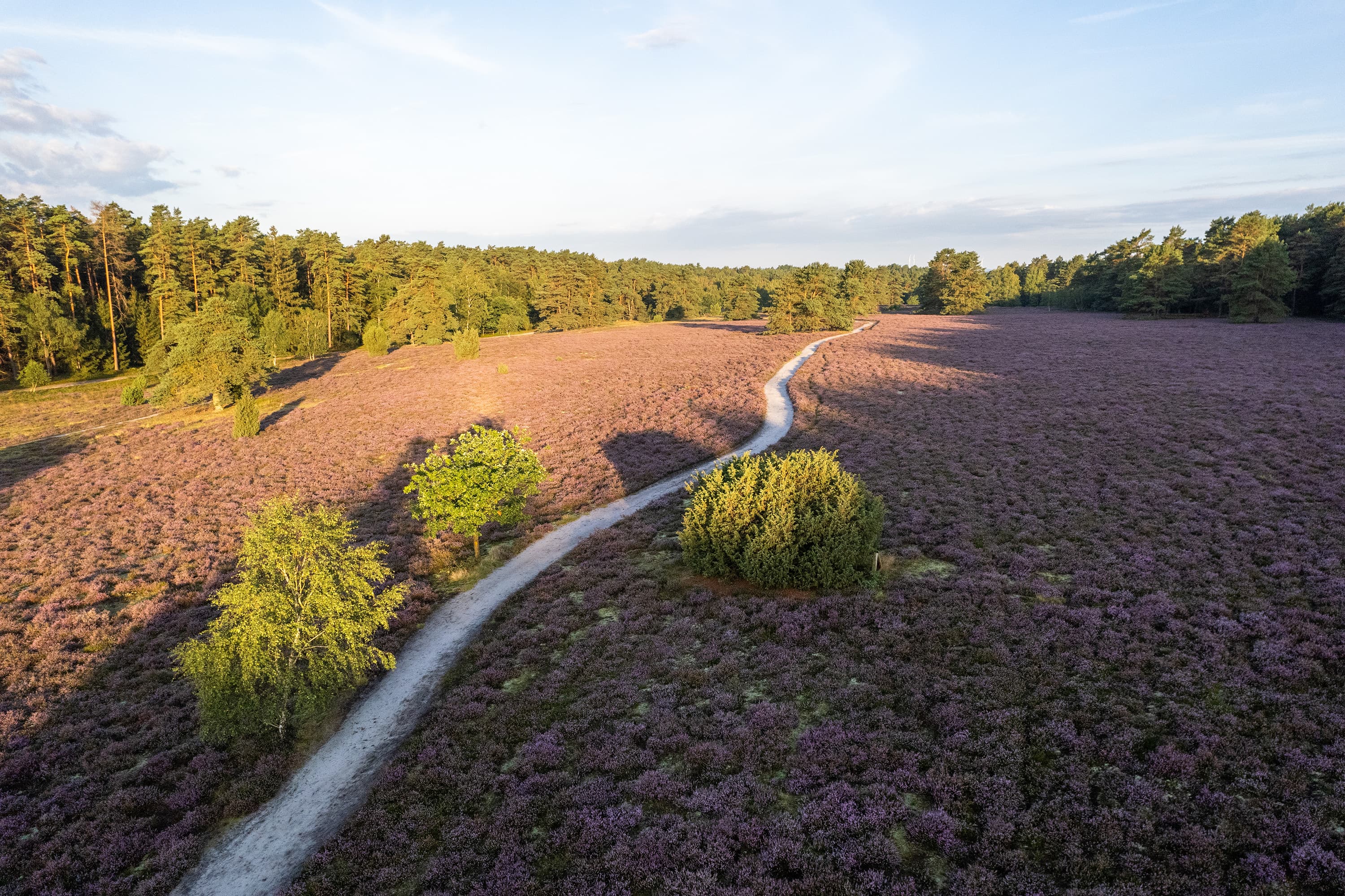 Wanderweg durch die Misselhorner Heide zur Heideblüte