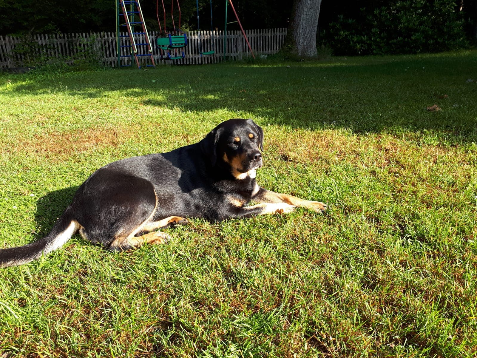Hofhund Senta auf dem Hof Schlüpke in Hermannsburg
