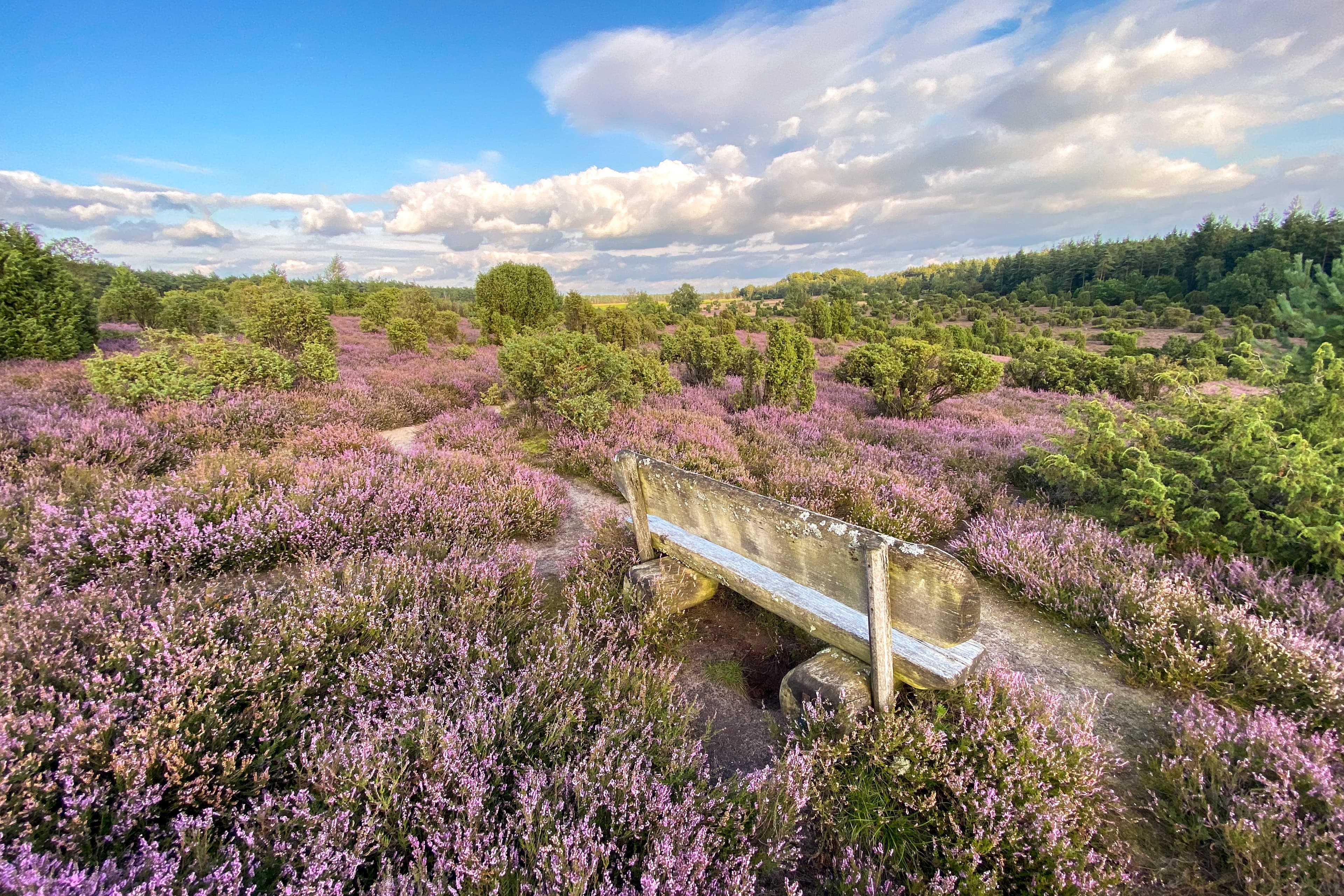 Wanderweg durch die Ellerndorfer Wachholderheide