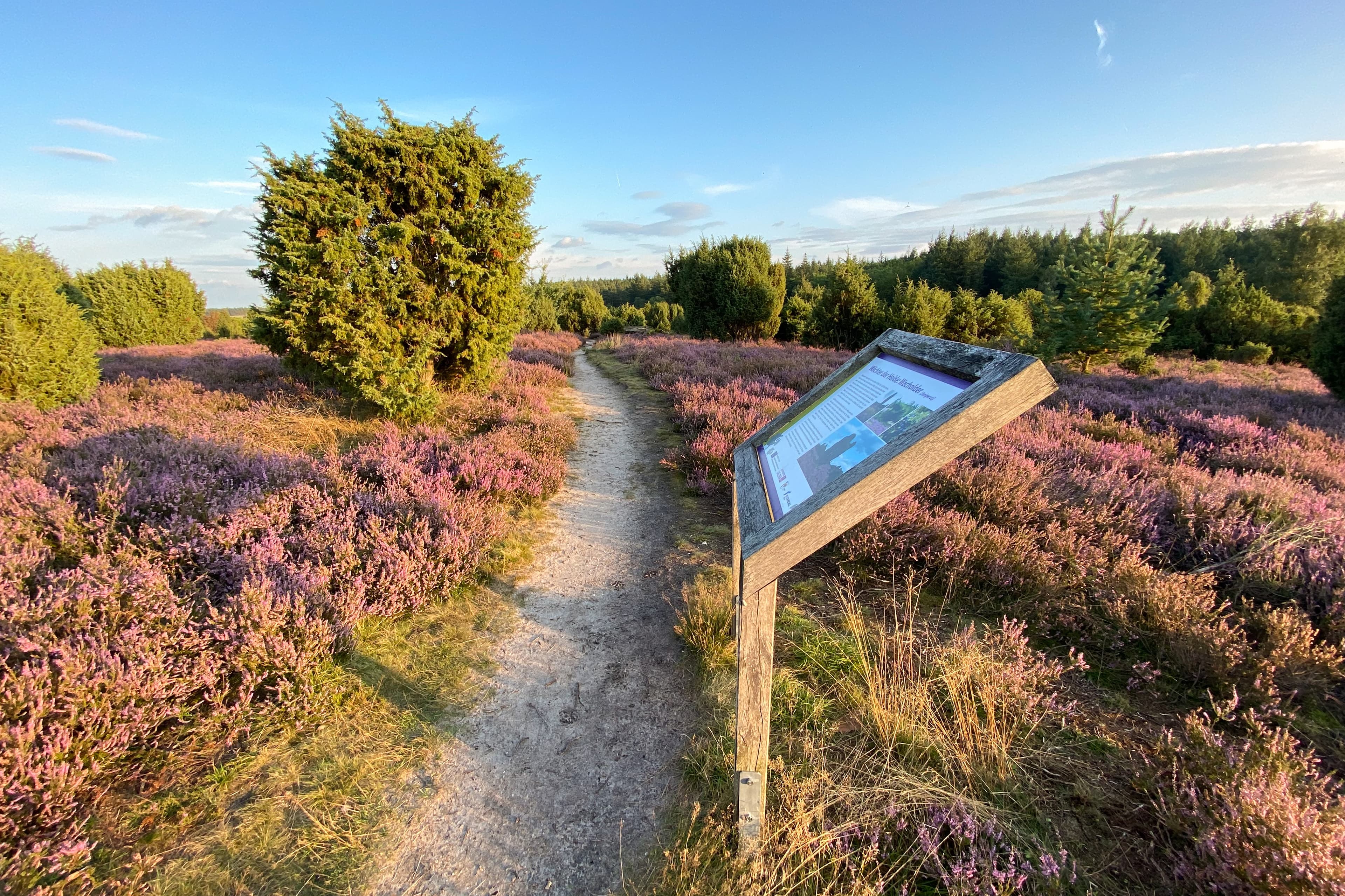 Infotafel Ellerndorfer Wachholderheide