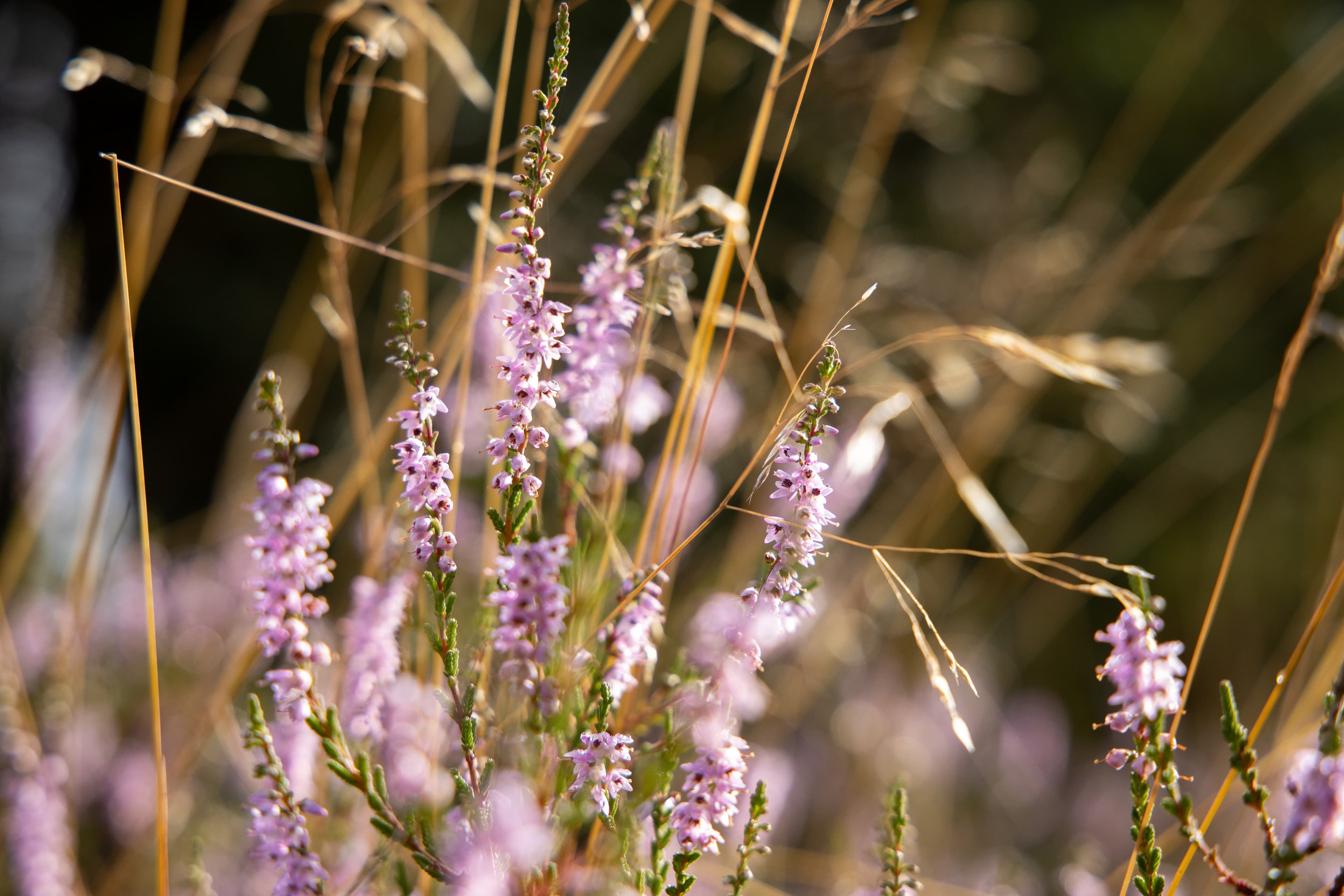 Heideblüte Ellerndorfer Wachholderheide