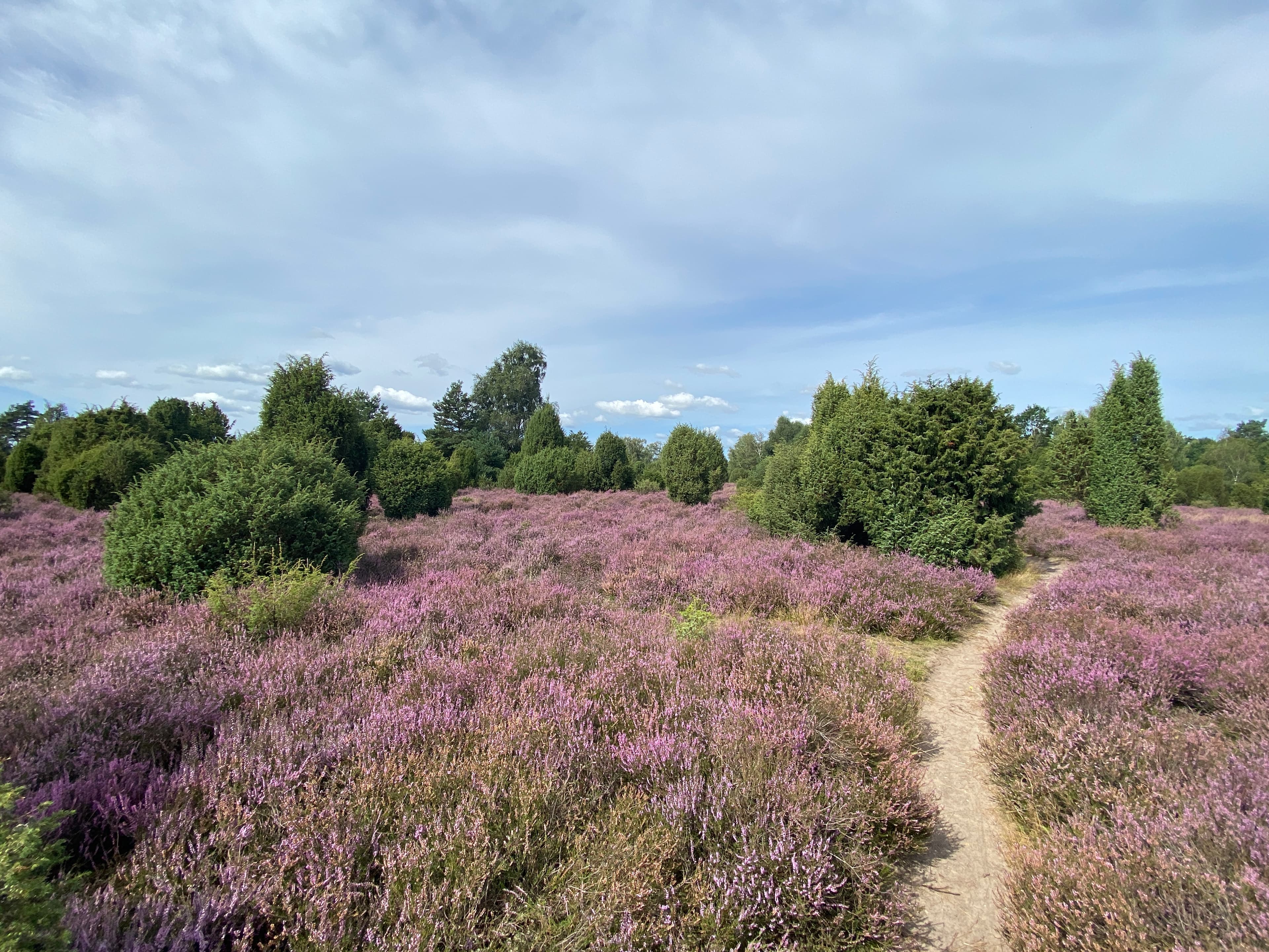 Eimke: Wanderweg durch die Ellerndorfer Wacholderheide (Rundweg 12,2 km)