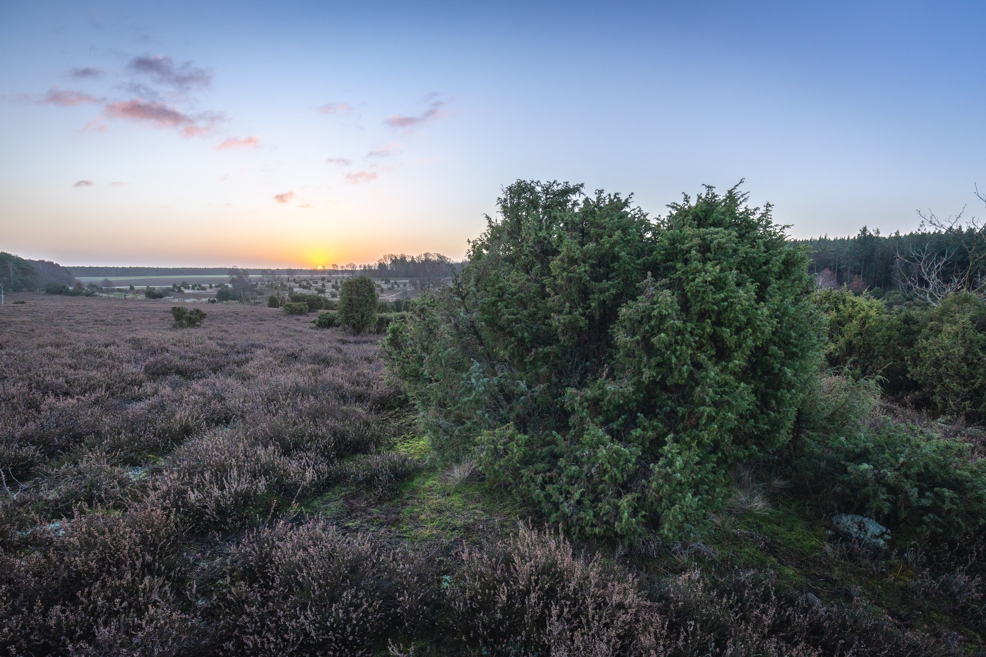 Sonnenaufgang Ellerndorfer Wachholderheide