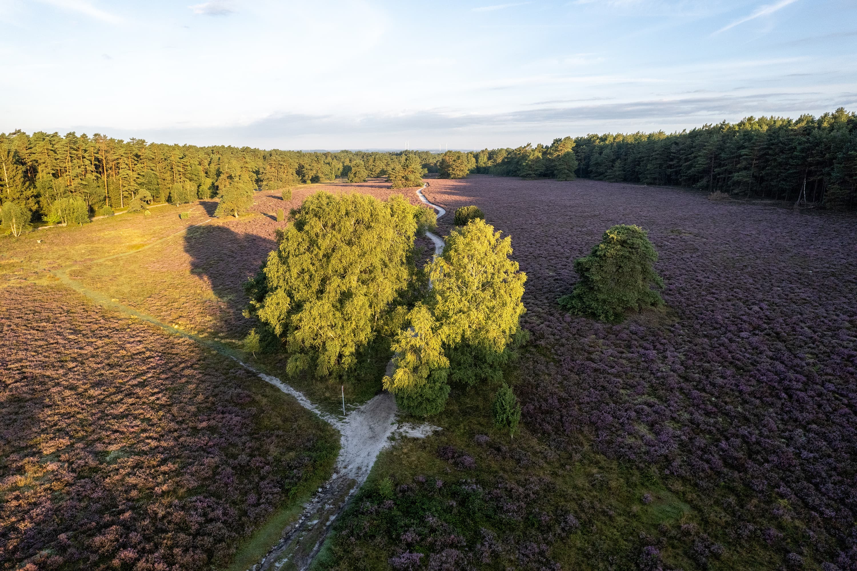 Luftaufnahme von der Misselhorner Heide zur Heideblüte