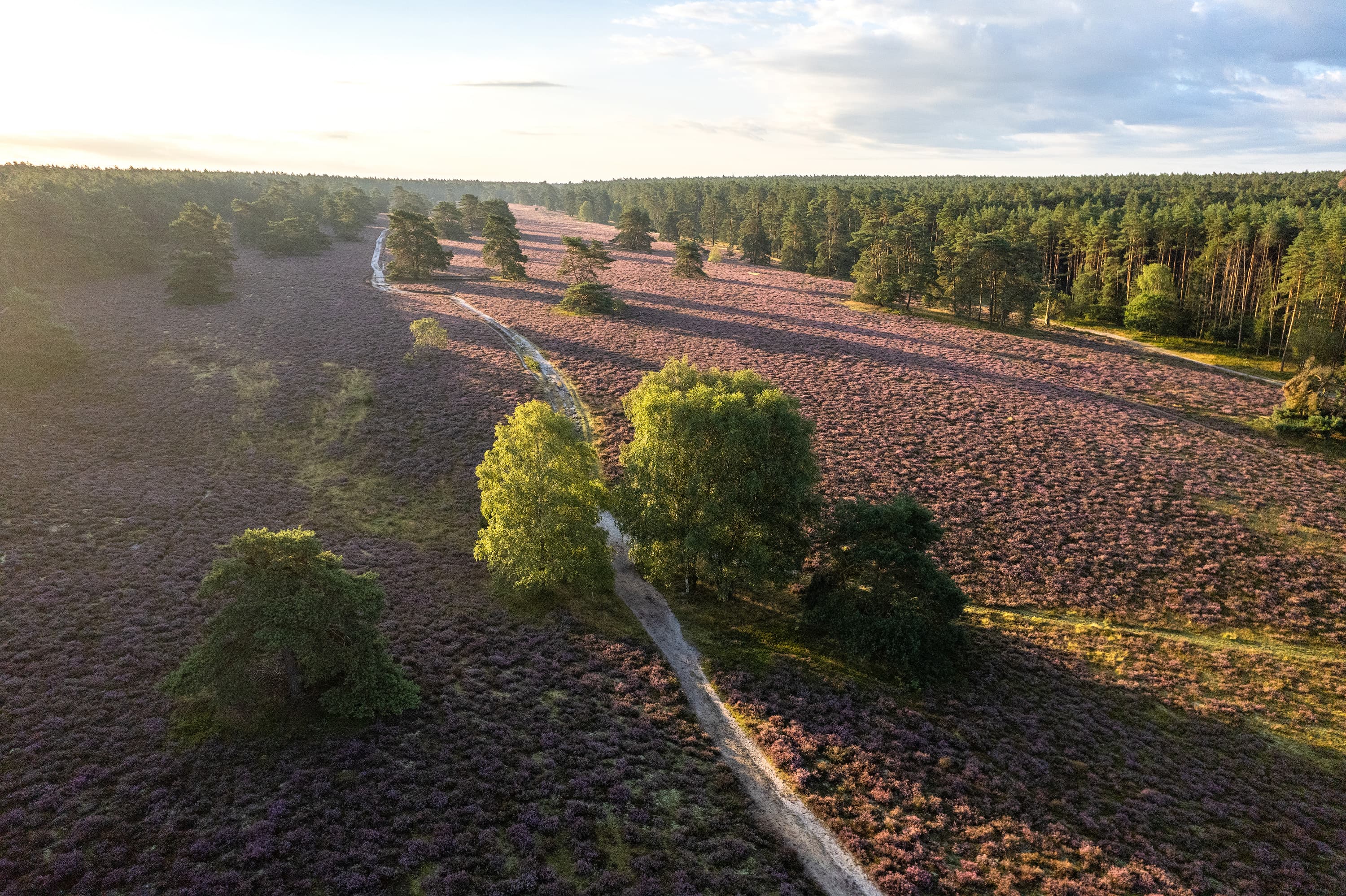 Misselhorner Heide Drohne Luftaufnahme Heideblüte