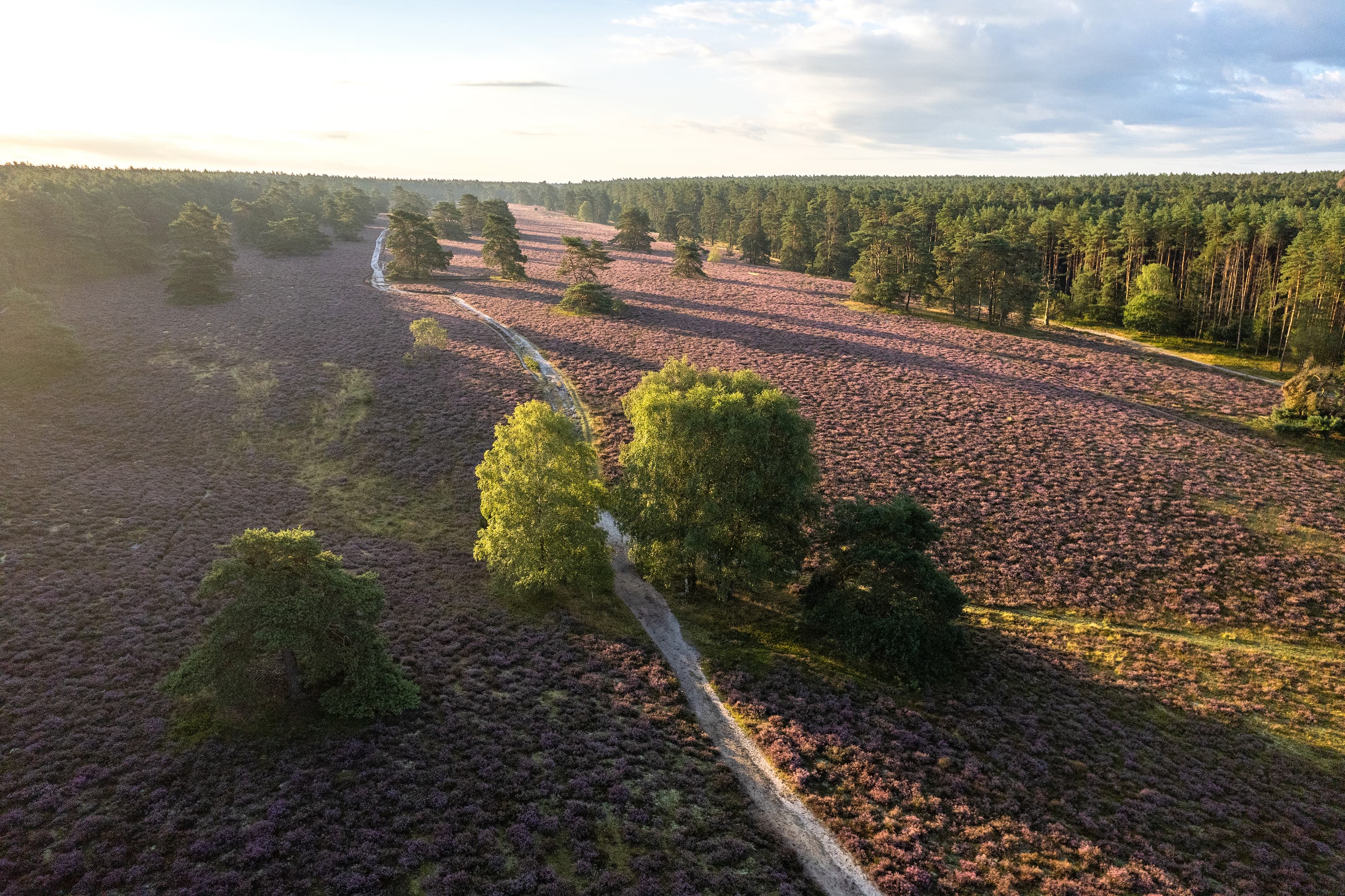 Wanderweg durch die blühende Heidefläche Misselhorner Heide