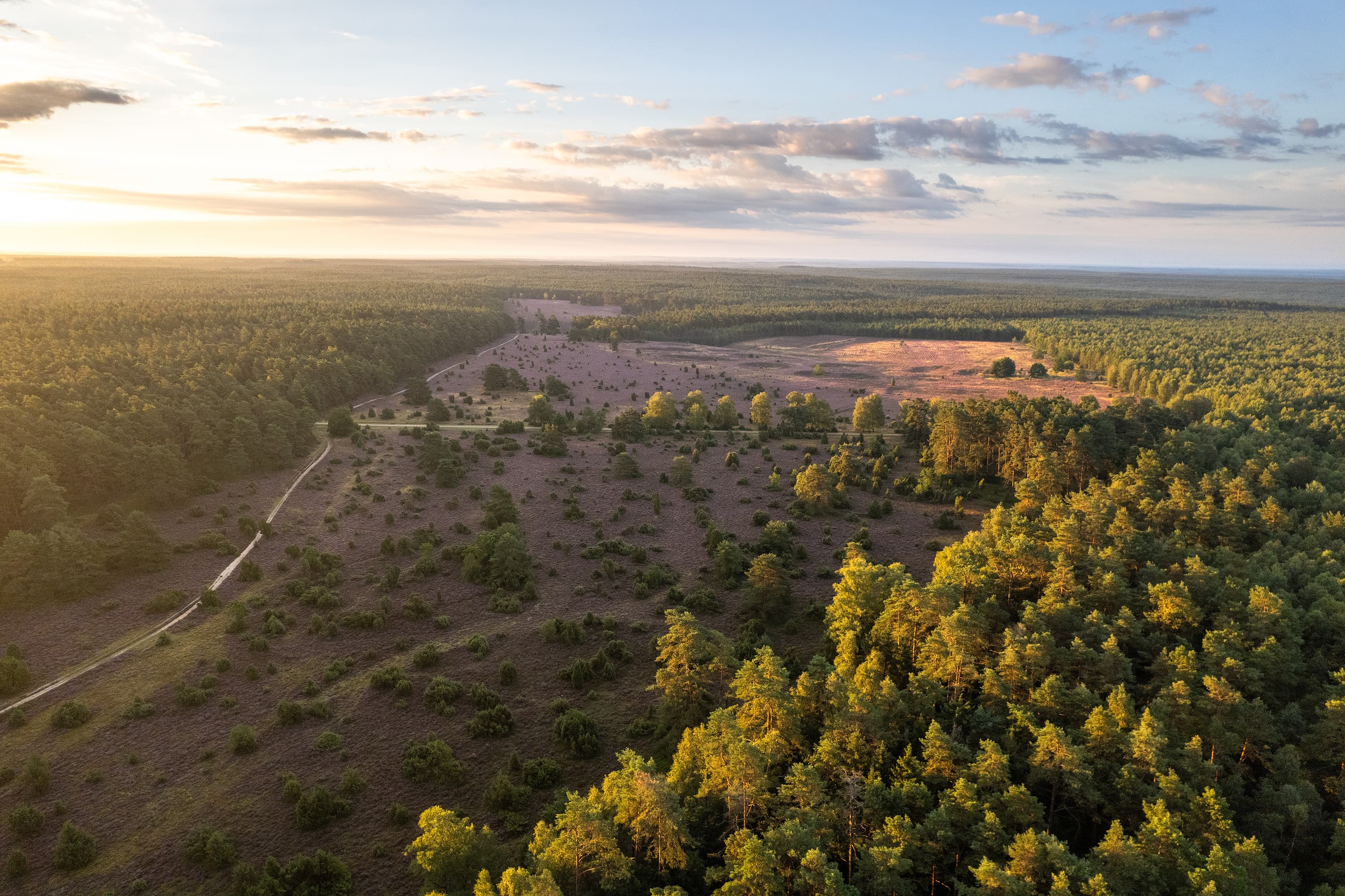 Hermannsburg Tiefental Drohne Luftaufnahme Heideblüte Suedheide