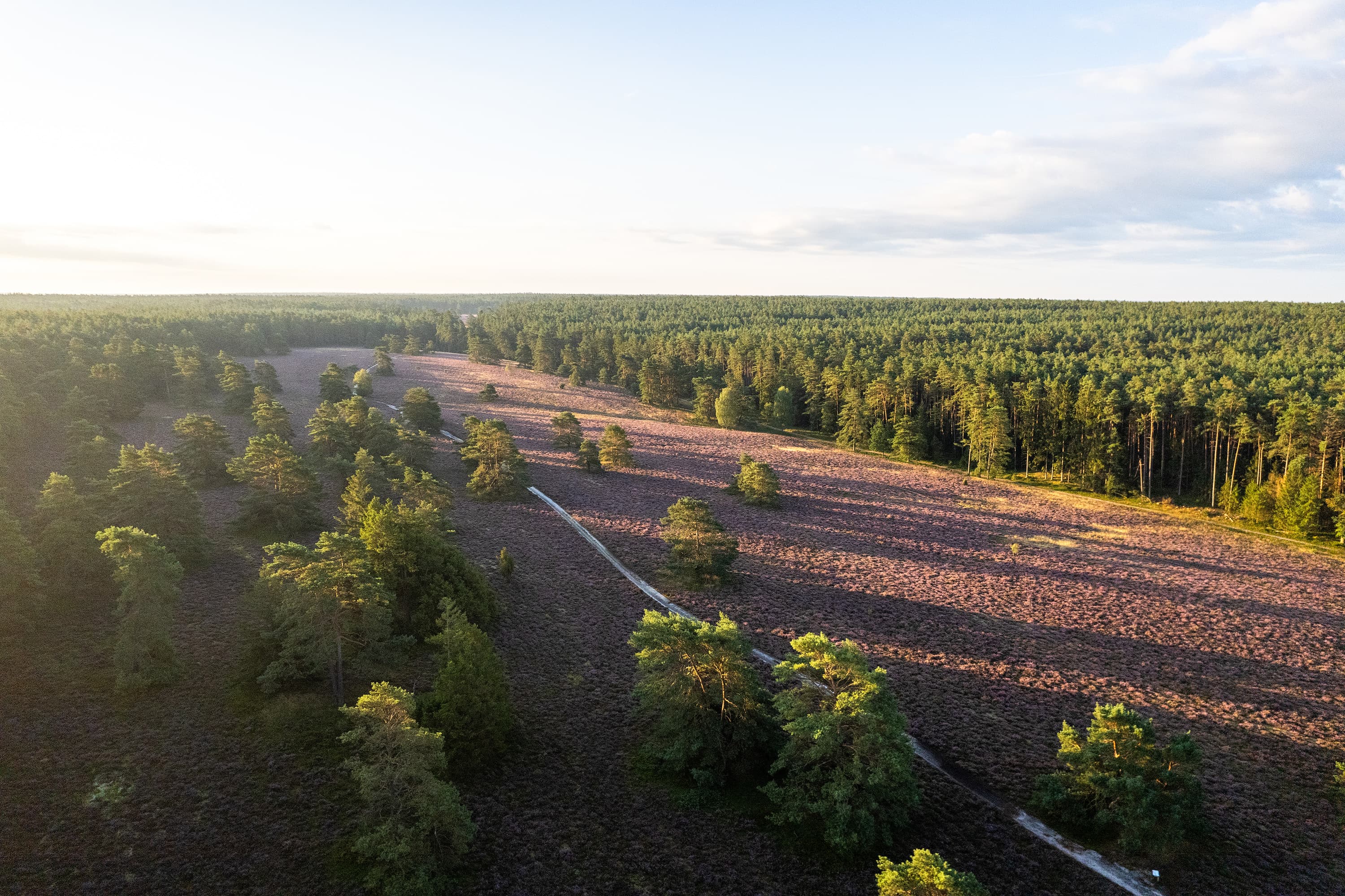 Auf dem Heidepanoramaweg zur Heideblüte