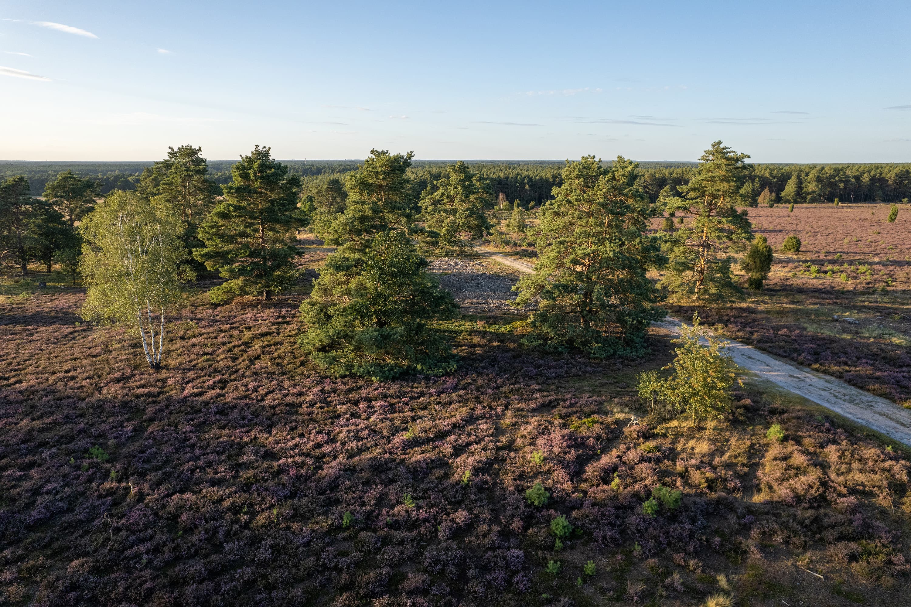 Abwechslungsreiche Heidelandschaft am Haußelberg