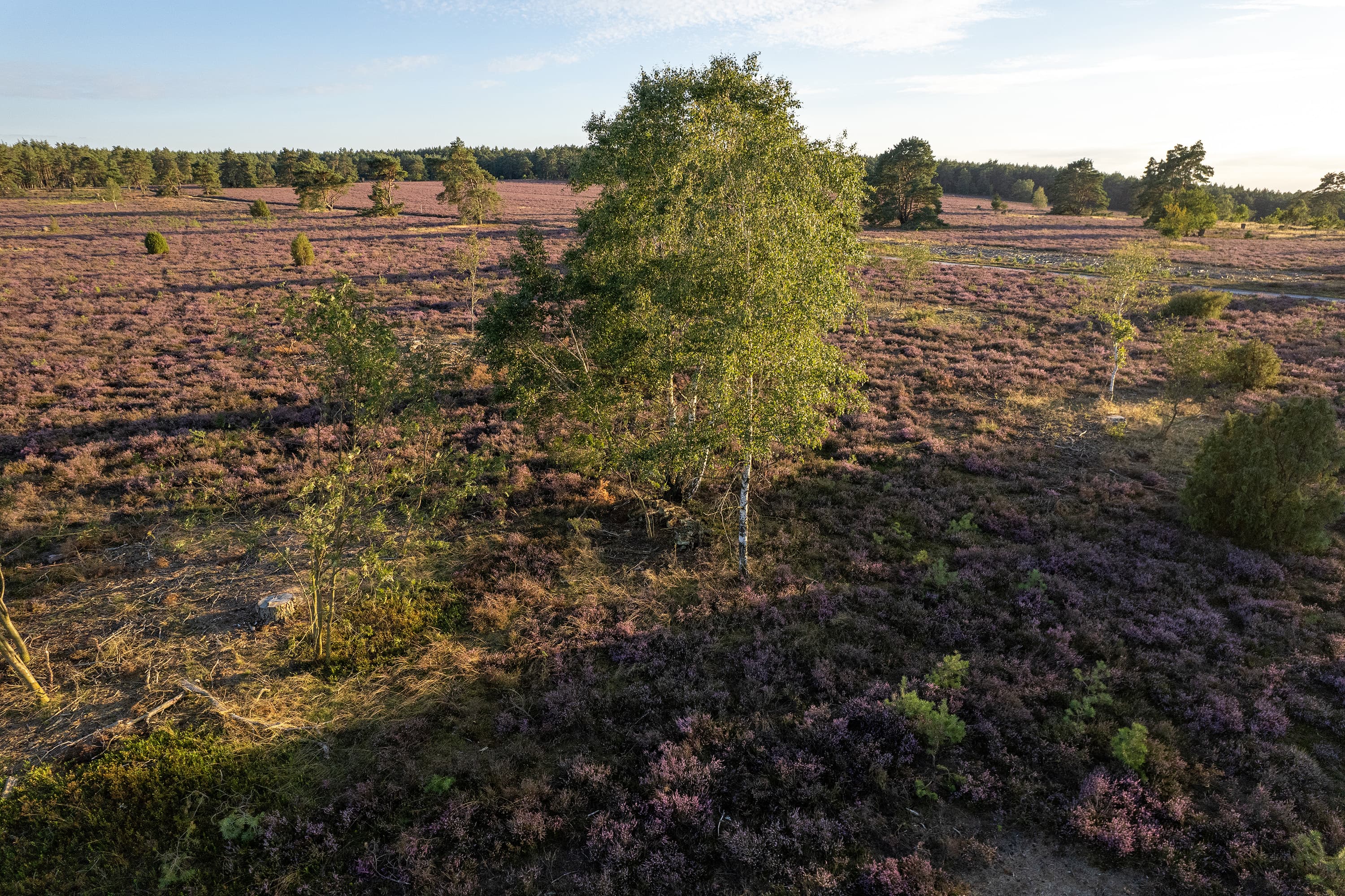 Wandern durch die blühende Heide am Haußelberg auf dem Heidschnuckenweg