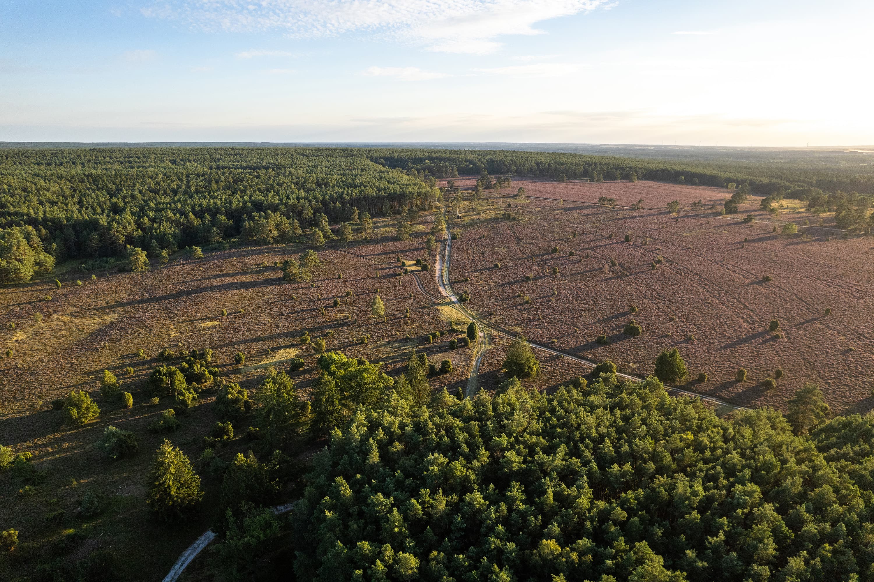 Blühende Heidefläche am Haußelberg