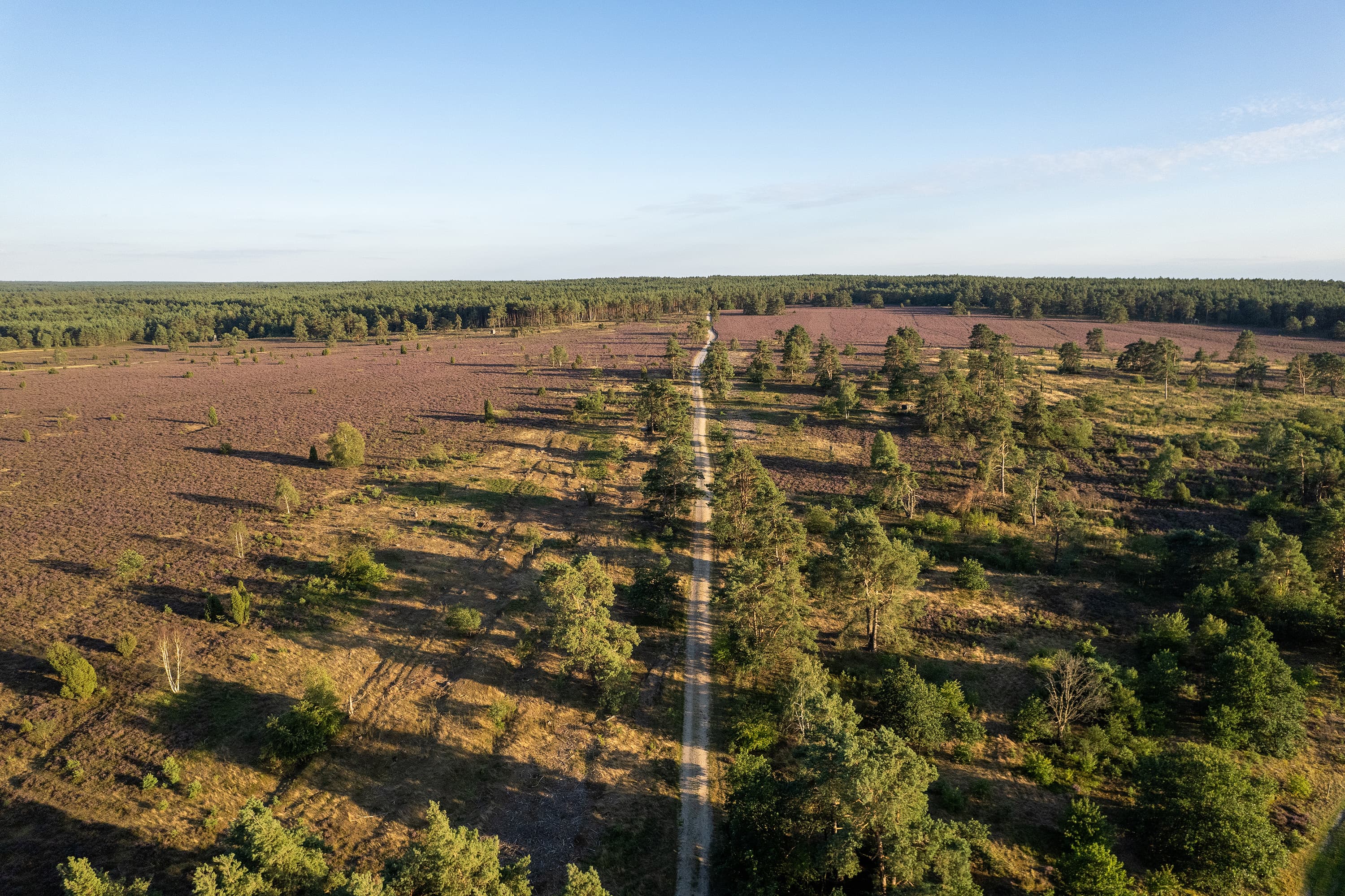 Wanderweg durch die blühende Heide am Haußelberg