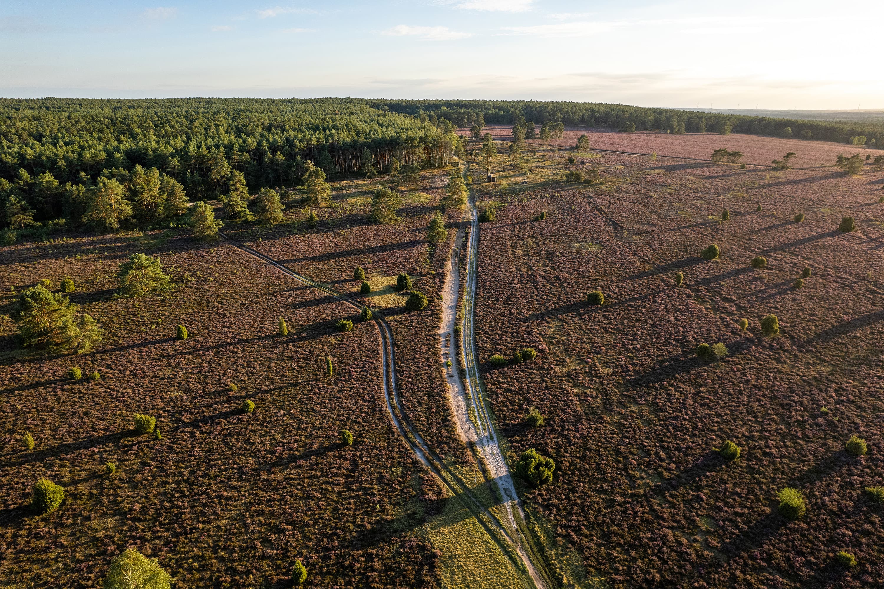 Luftaufnahme von der blühenden Heidefläche am Haußelberg