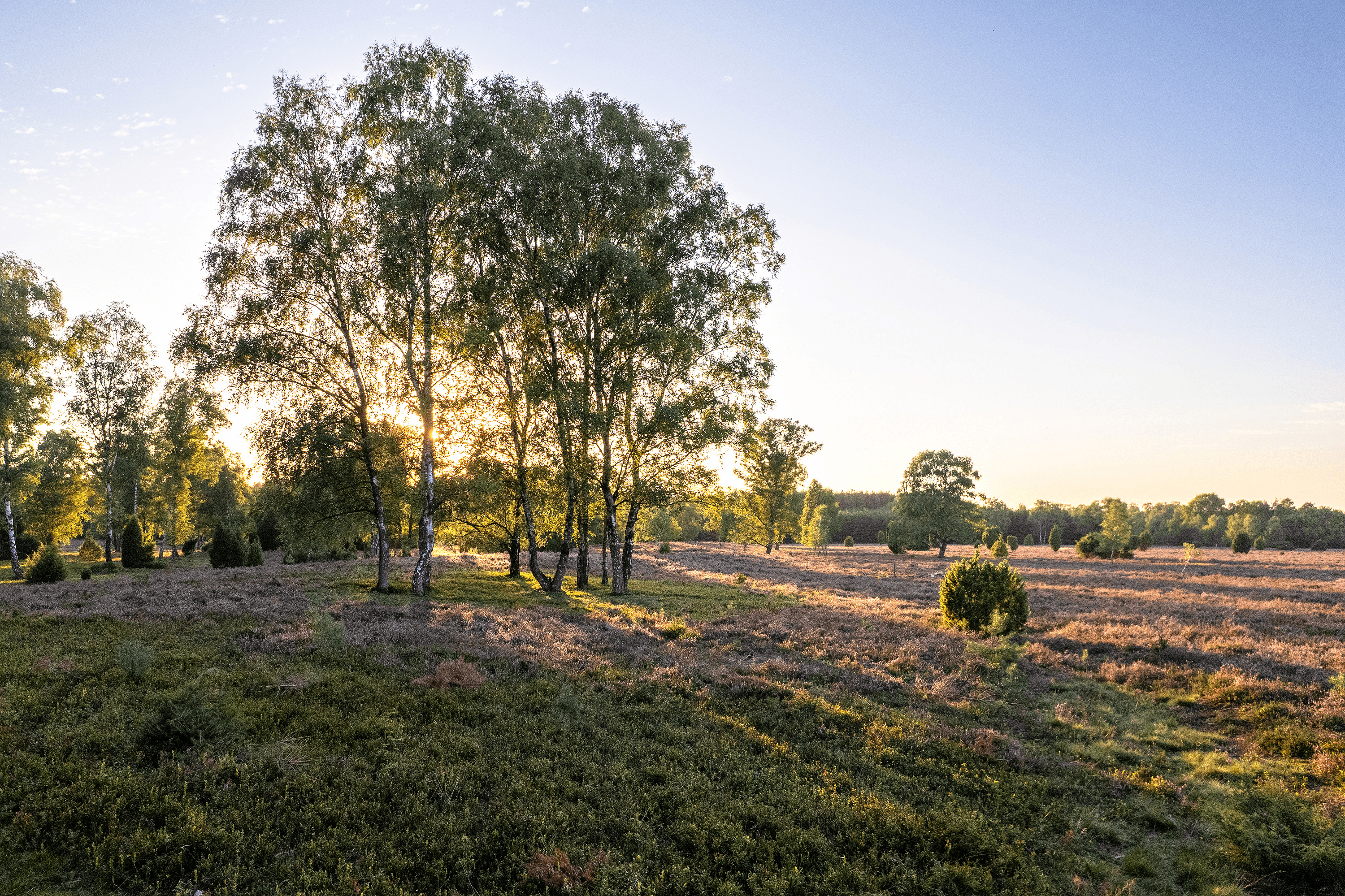 Luftaufnahme von der Oberoher Heide im Sonnenaufgang