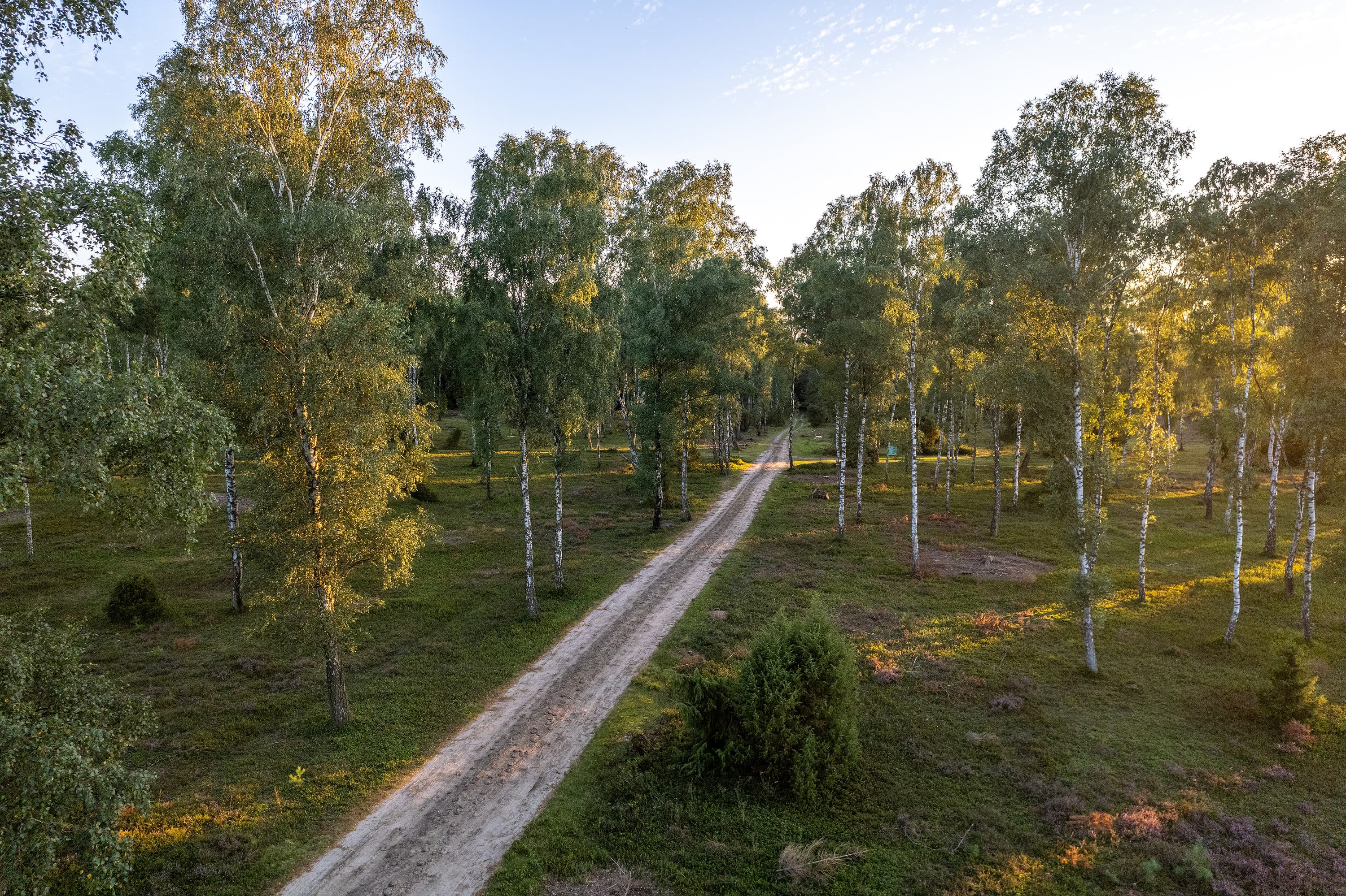 Wanderweg durch den "Birkenwald" entlang der Oberoher Heide
